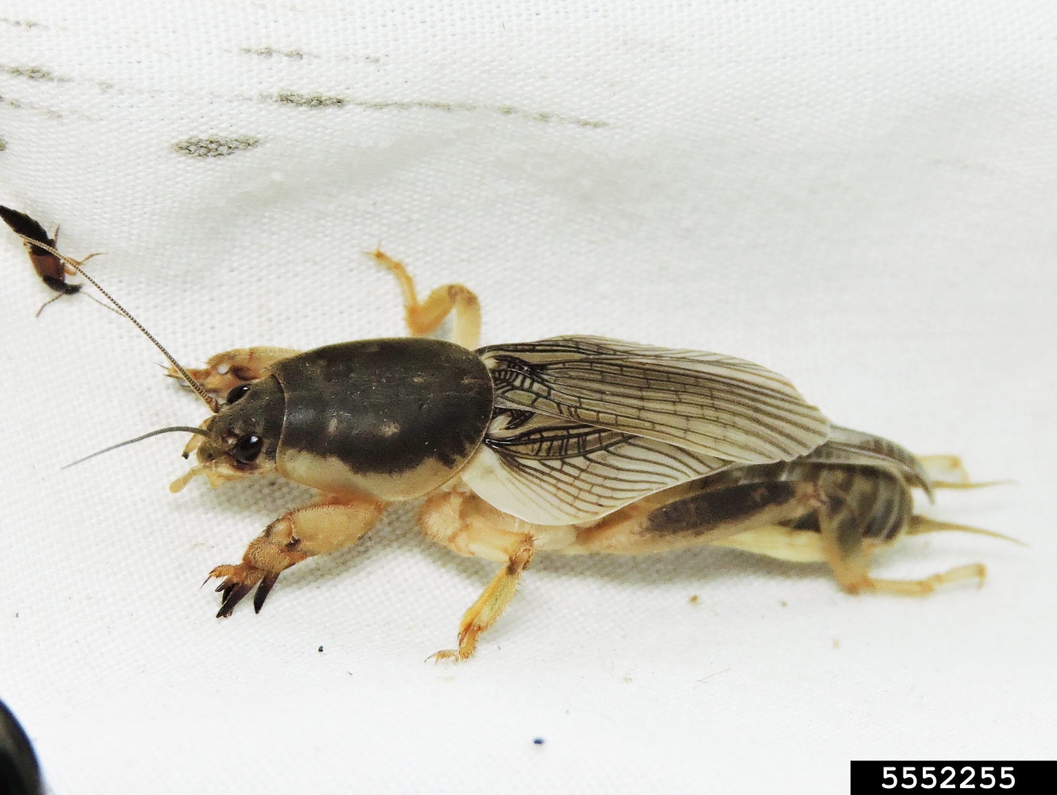 southern mole cricket (Scapteriscus borellii)