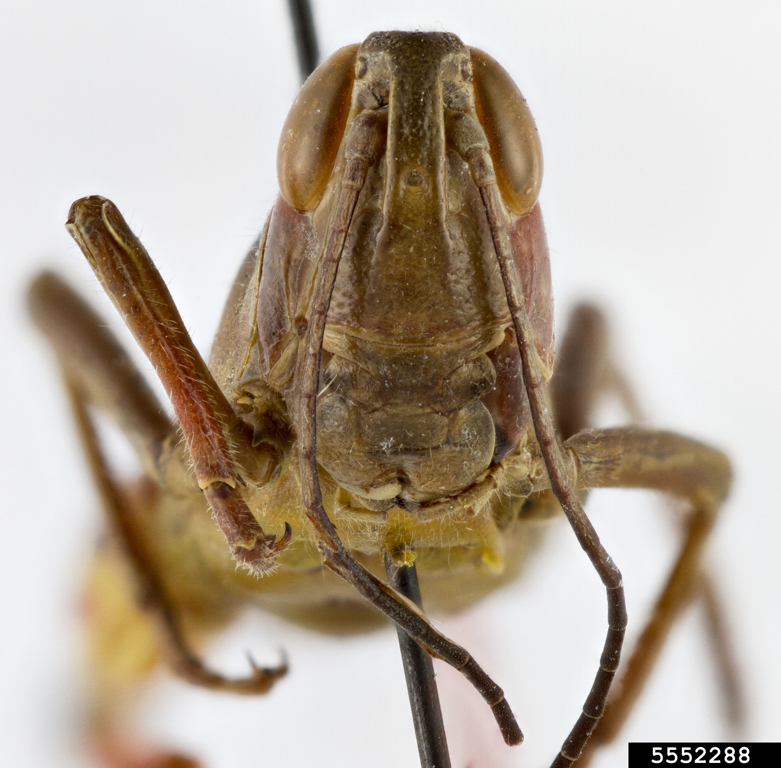 yellow-belly boopie (Boopedon flaviventris)