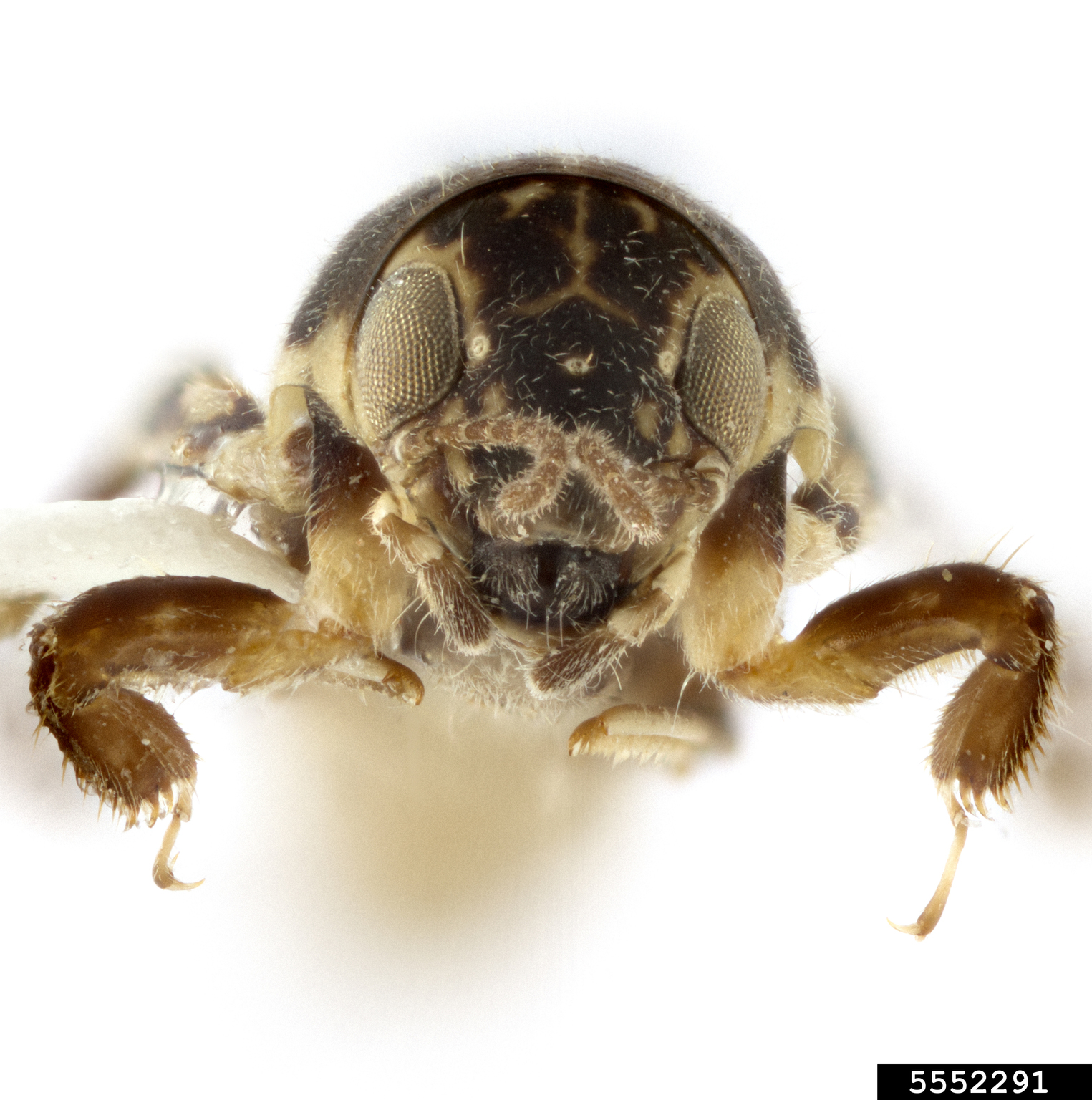 smaller sand cricket (Ellipes minuta (Scudder))
