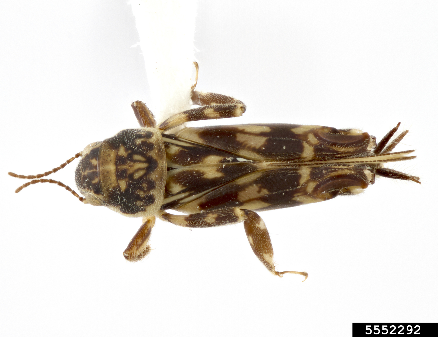 smaller sand cricket (Ellipes minuta)