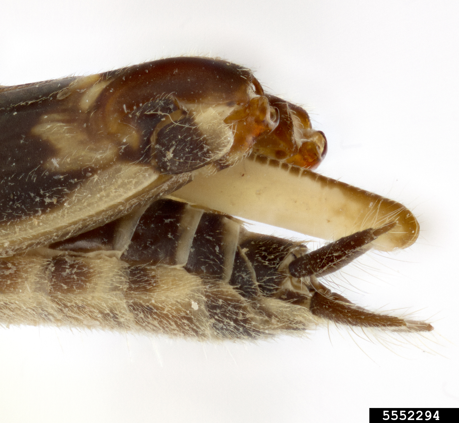 smaller sand cricket (Ellipes minuta (Scudder))