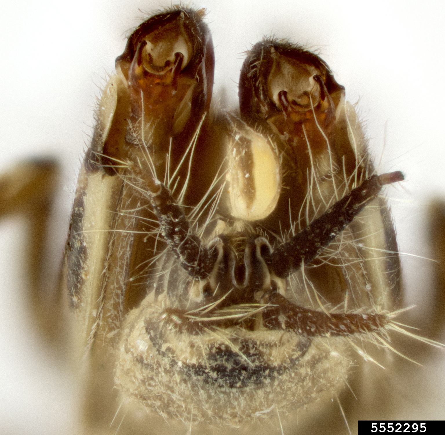 smaller sand cricket, Ellipes minuta (Orthoptera: Tridactylidae) - 5552295