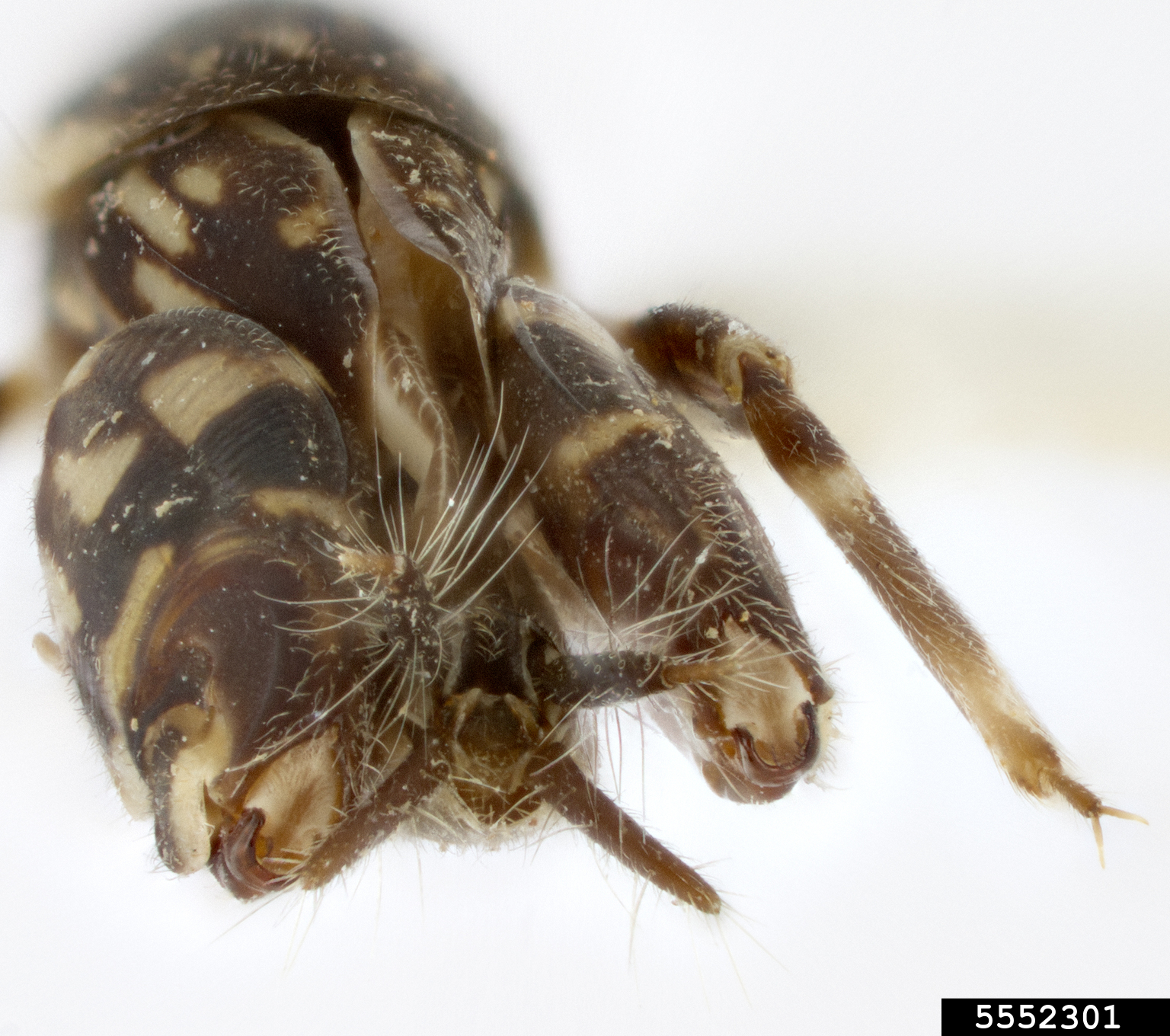 smaller sand cricket (Ellipes minuta)