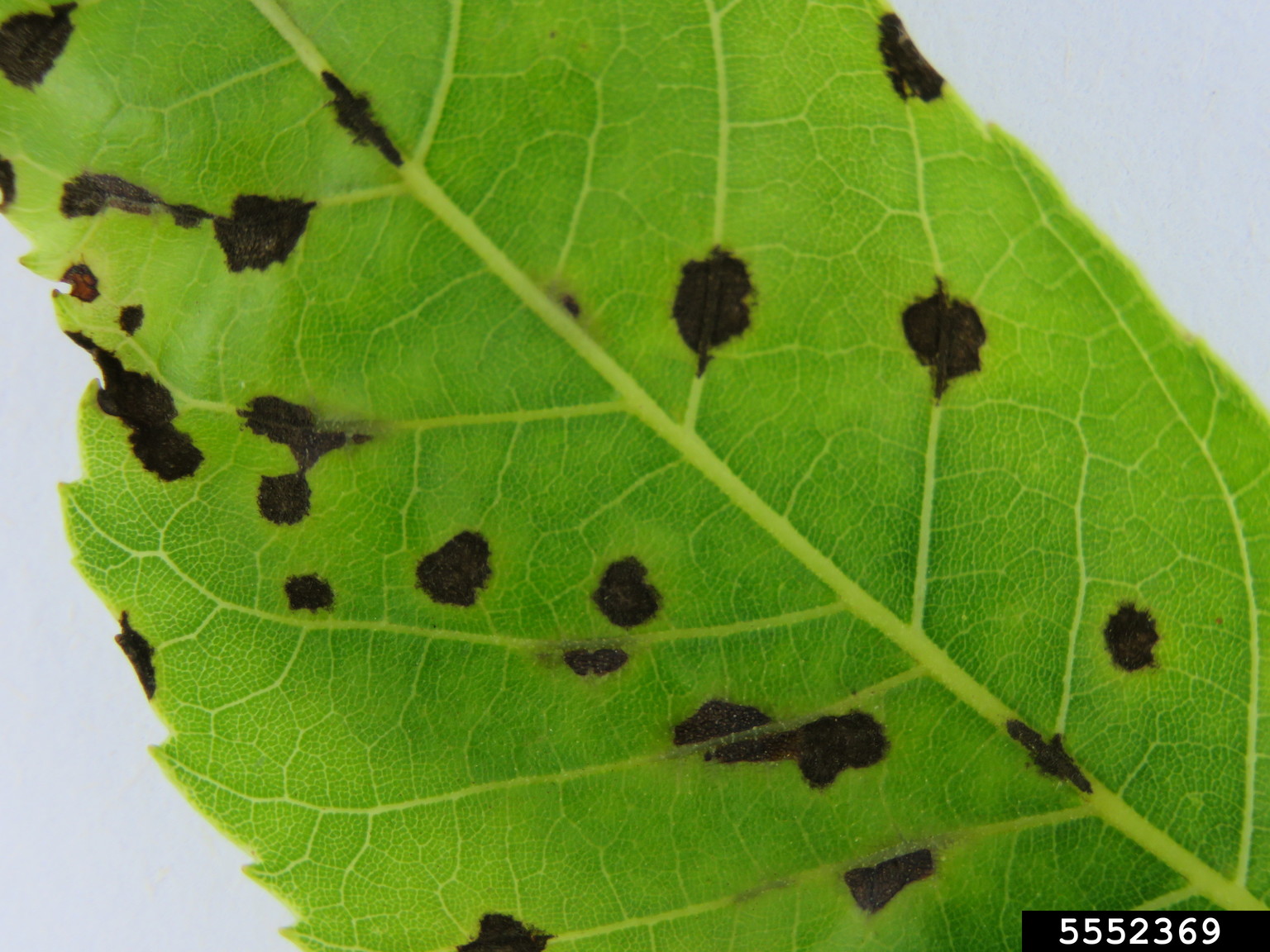 pecan scab (Fusicladium effusum)