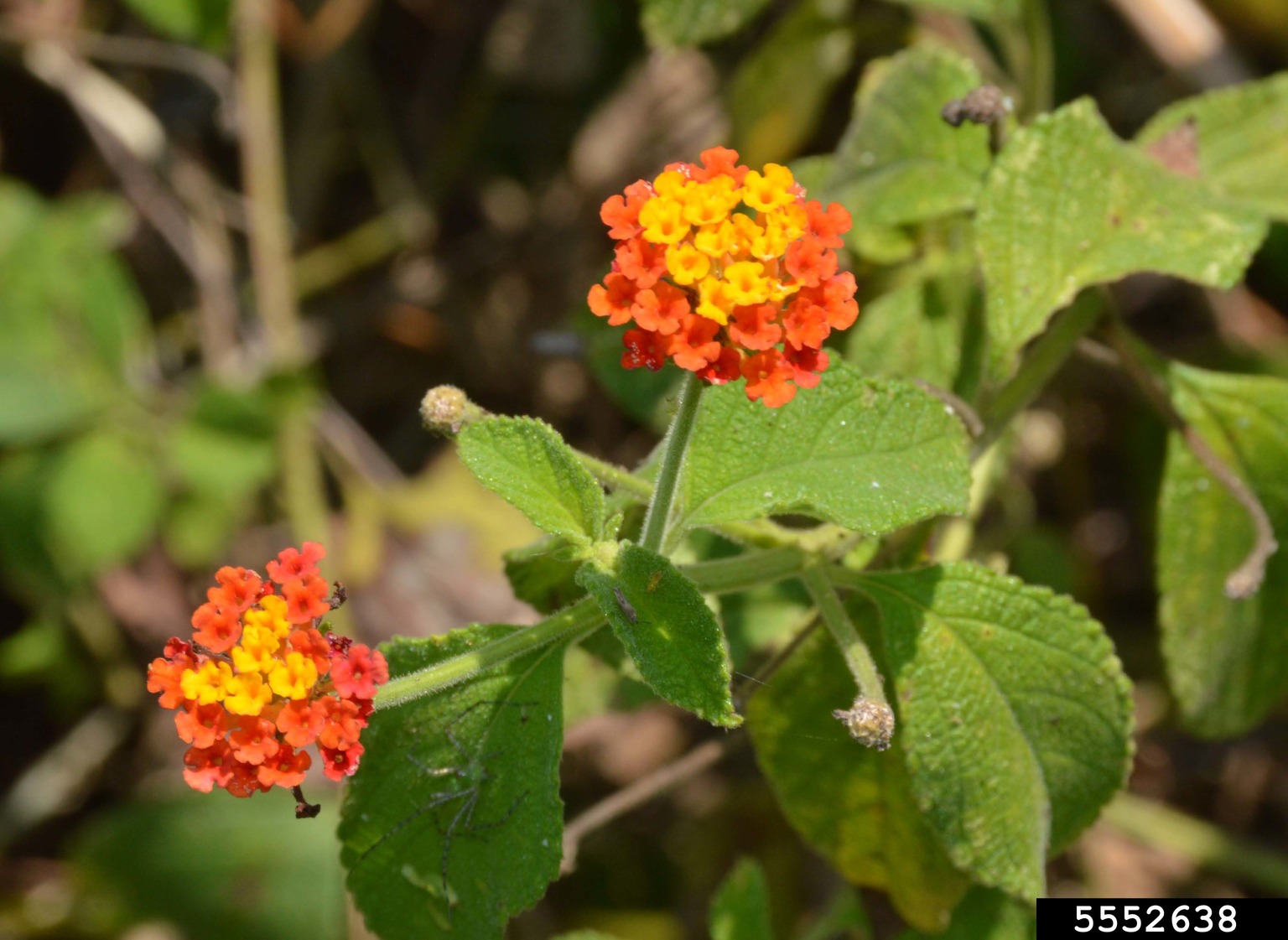 largeleaf lantana (Lantana camara)