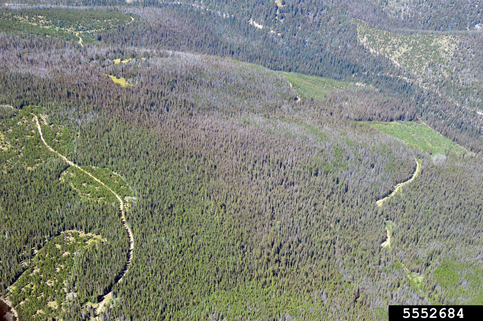 Choristoneura occidentalis