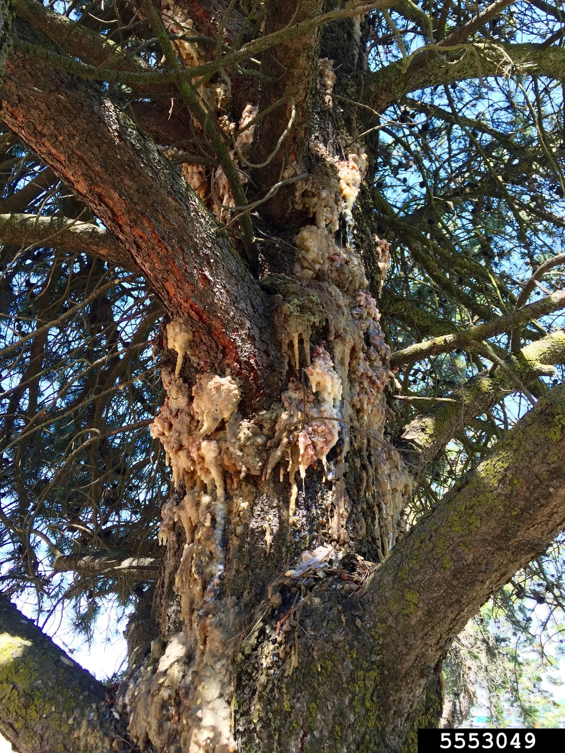 sequoia pitch moth (Synanthedon sequoiae)