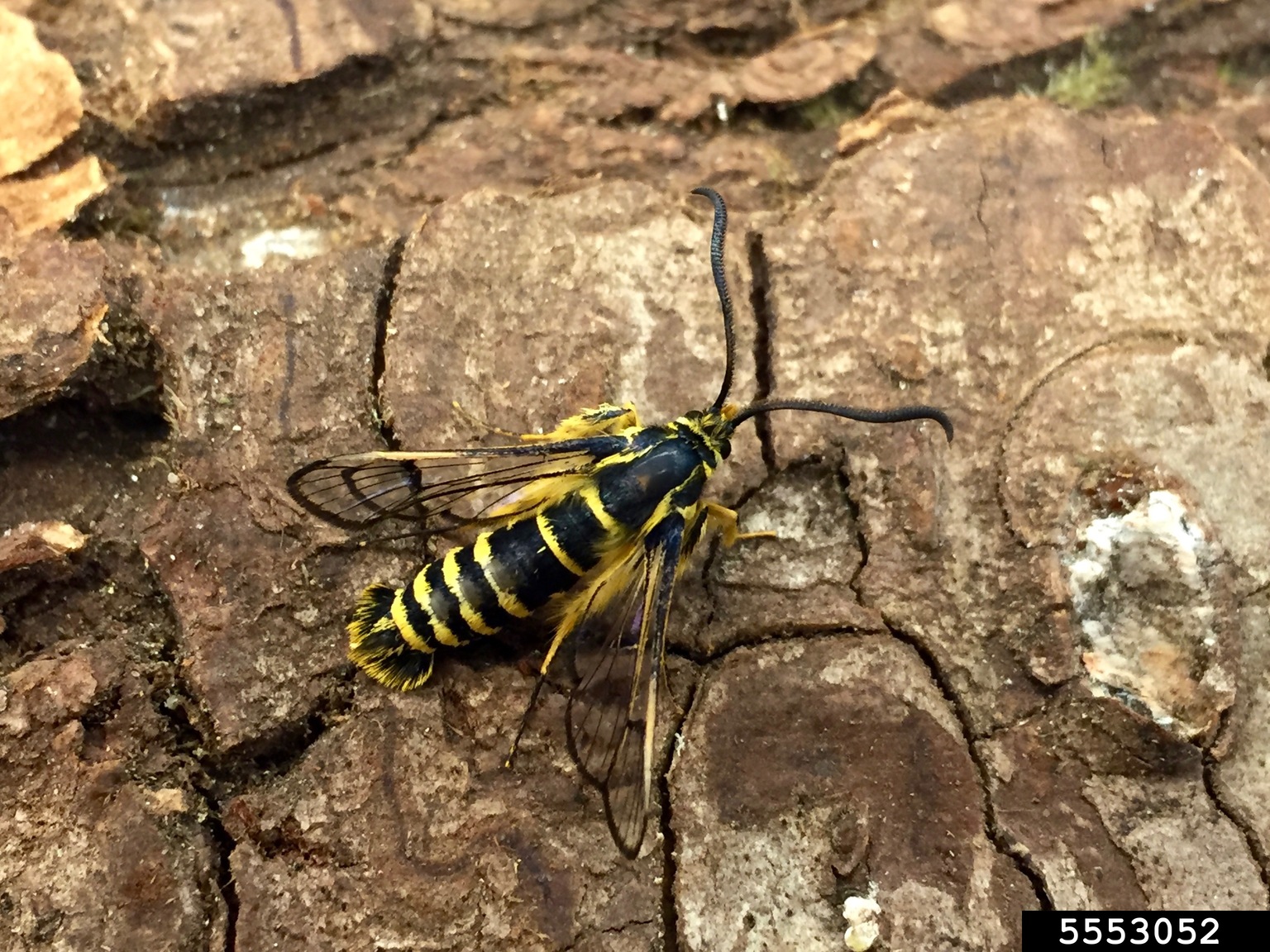 sequoia pitch moth (Synanthedon sequoiae)