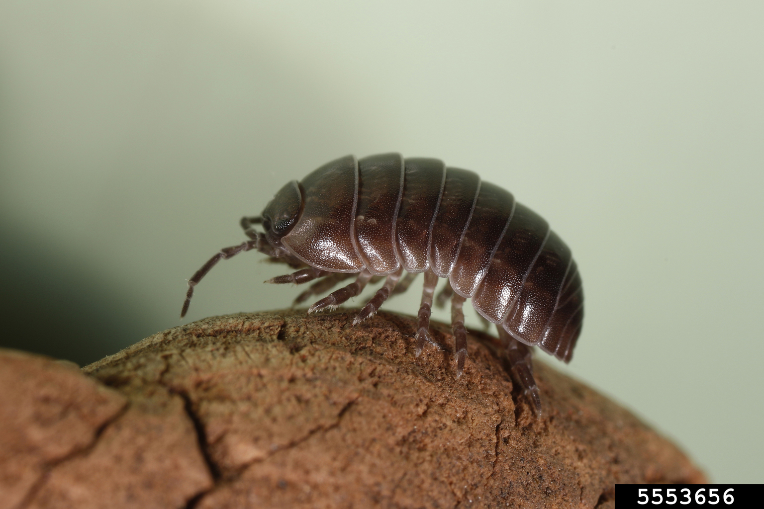 pill bug (Armadillidium vulgare)