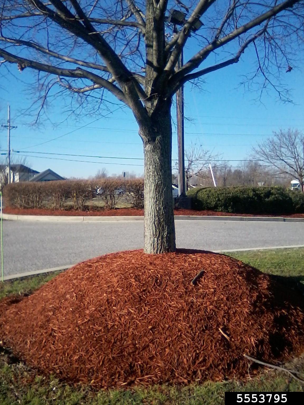 mulching