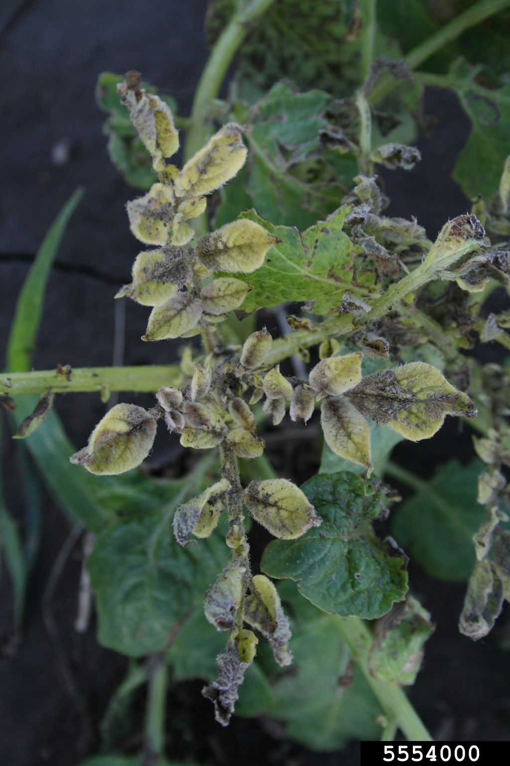 herbicides (general)