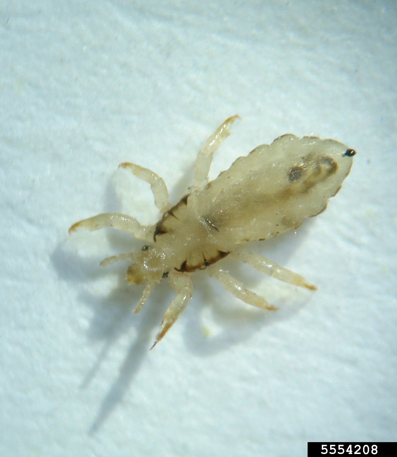 head lice (Pediculus humanus capitis)