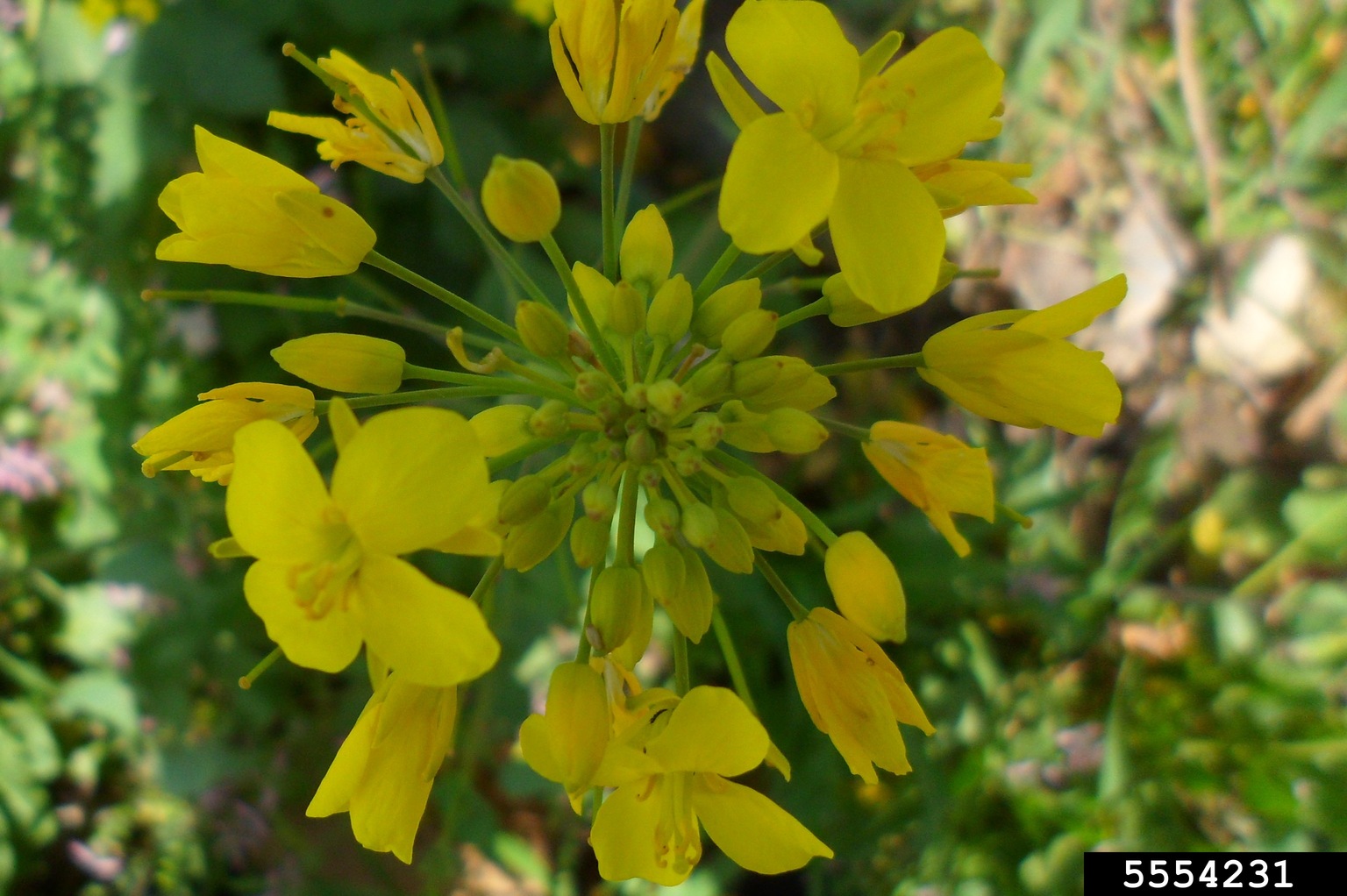 wild mustard (Sinapis arvensis)
