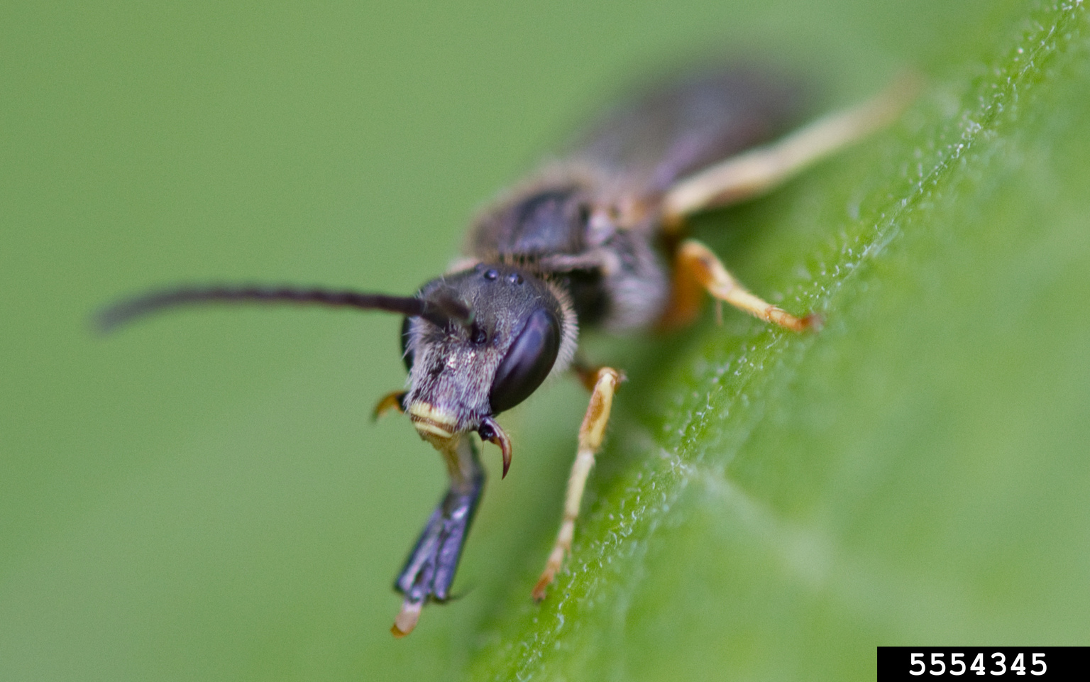 sweat bees (Genus Halictus)