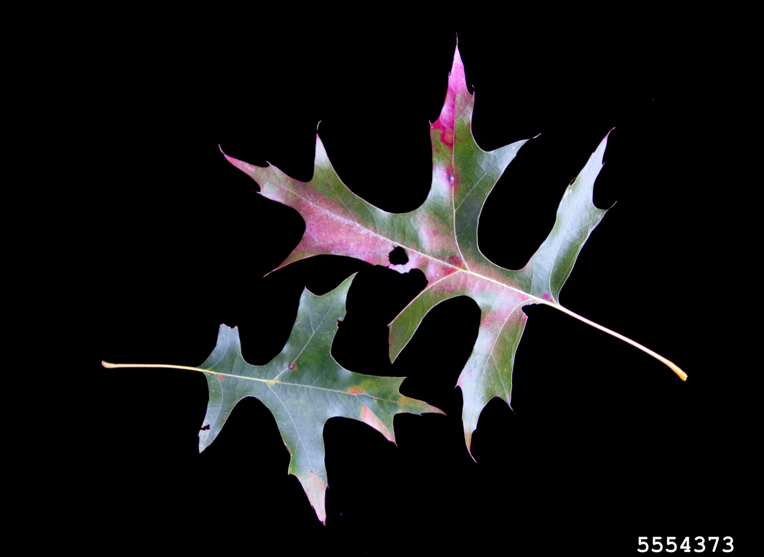 pin oak (Quercus palustris)