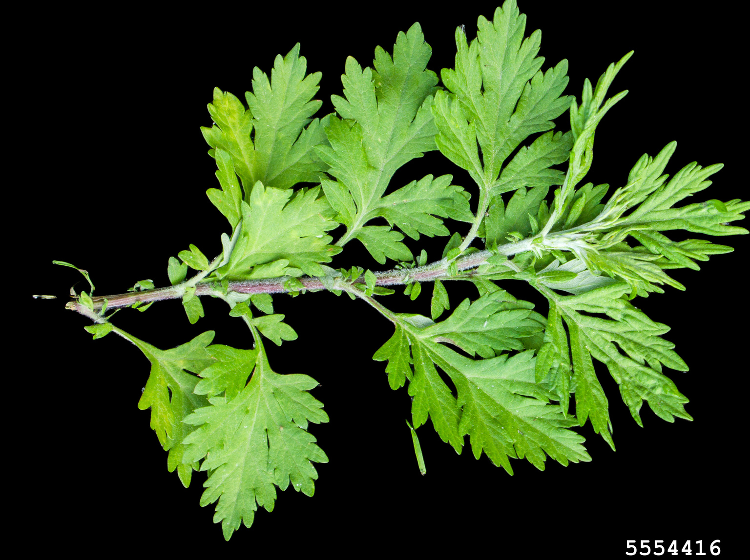 sagebrush (Genus Artemisia)