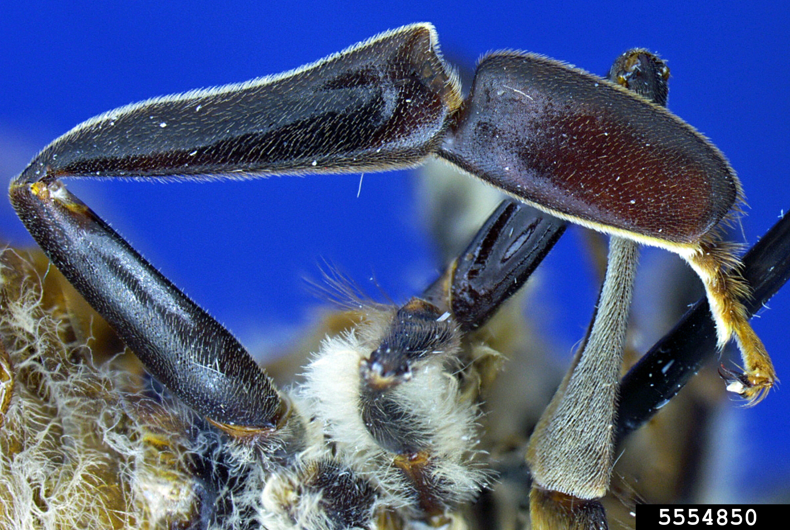 honey bee (Apis mellifera Linnaeus)
