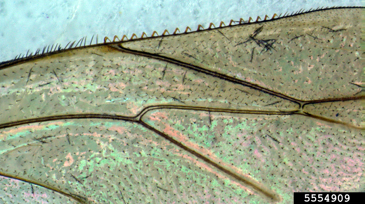 nuluensis honey bee (Apis nuluensis)