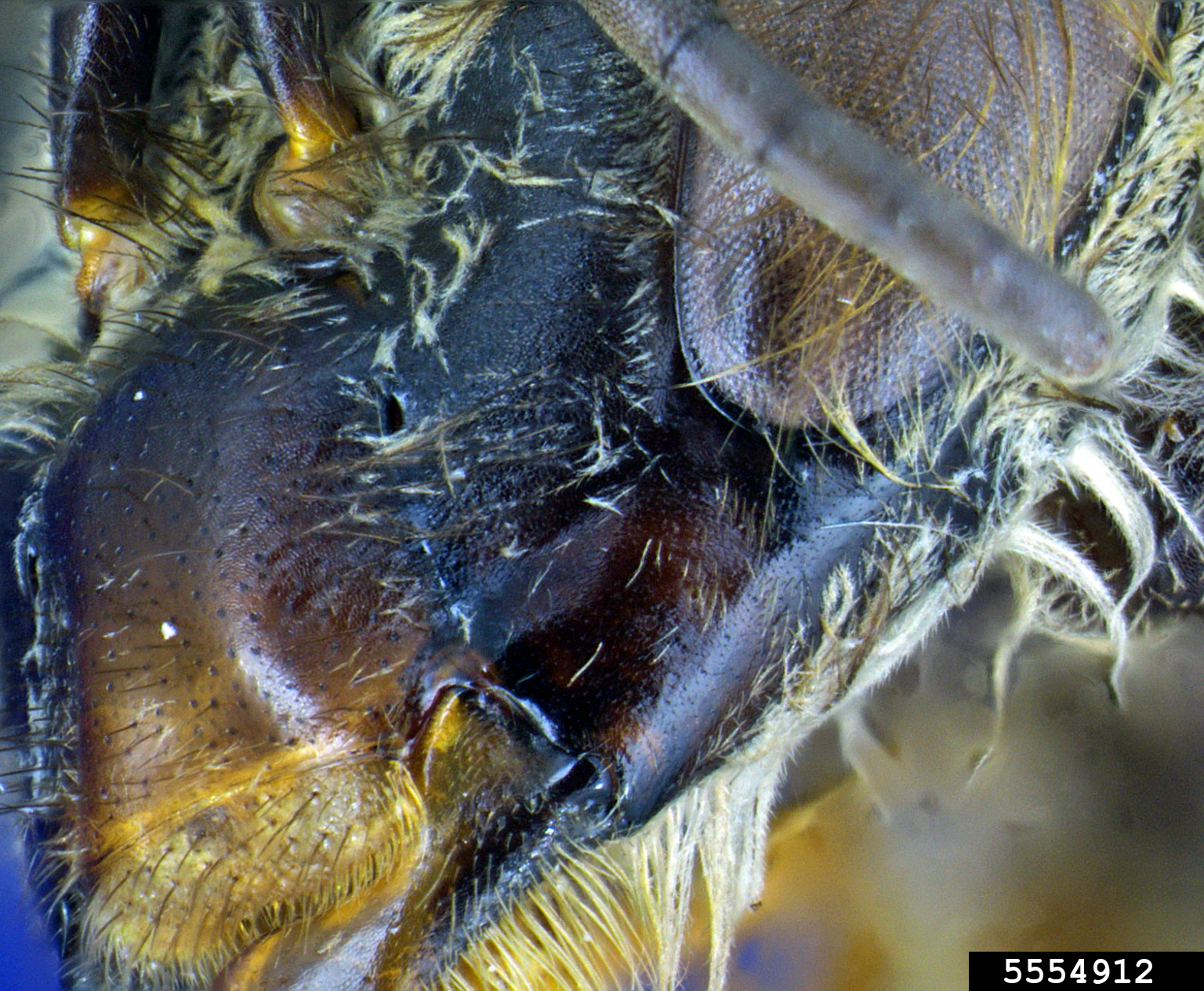 nuluensis honey bee (Apis nuluensis)