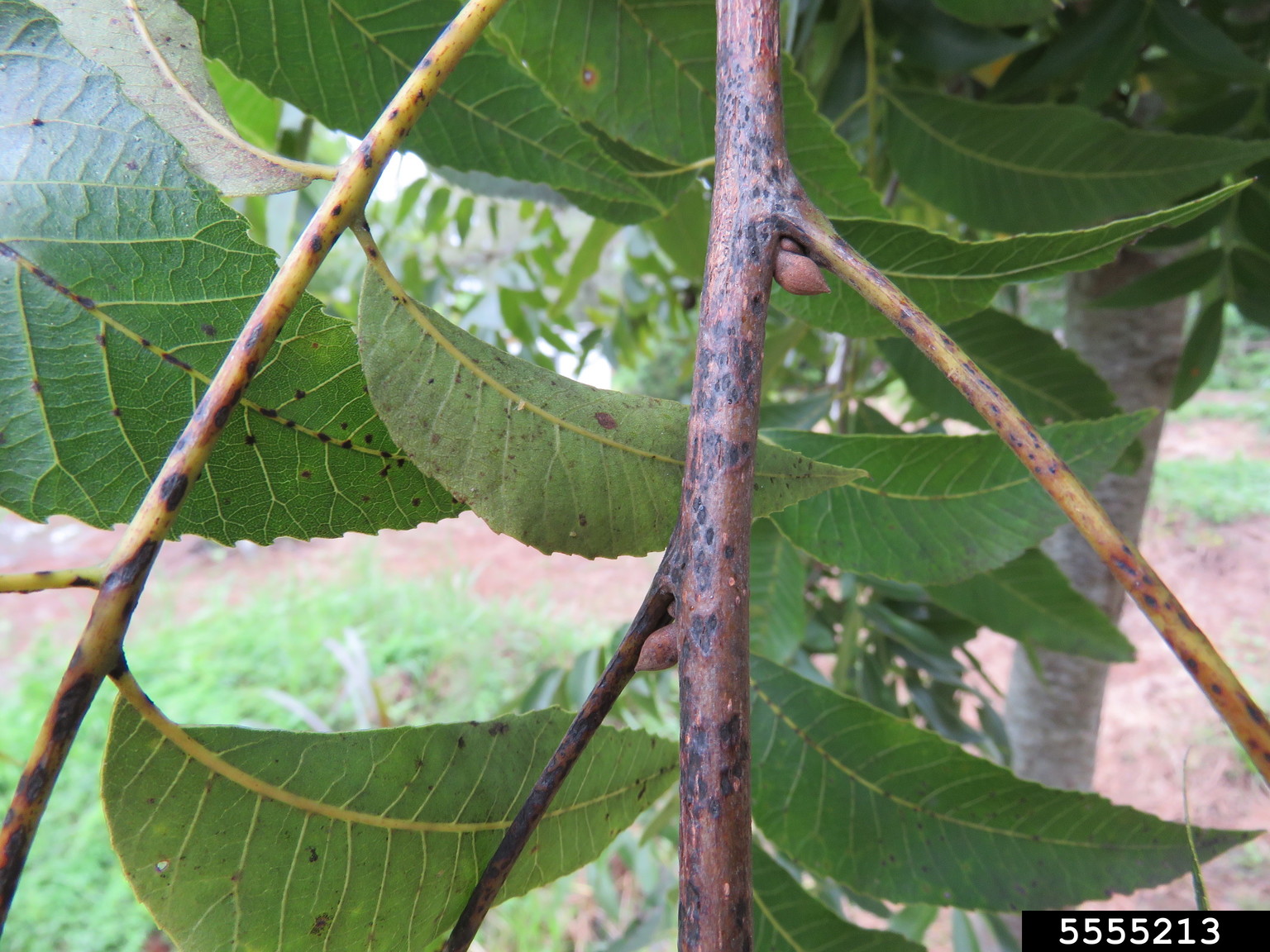pecan scab (Fusicladium effusum)