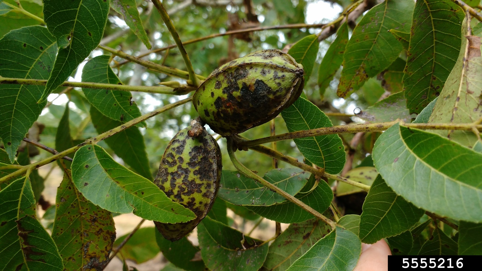 pecan scab (Fusicladium effusum)