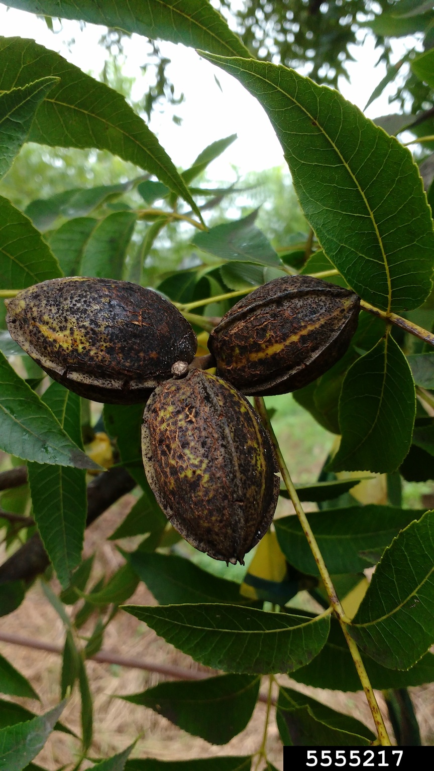 pecan scab (Fusicladium effusum)