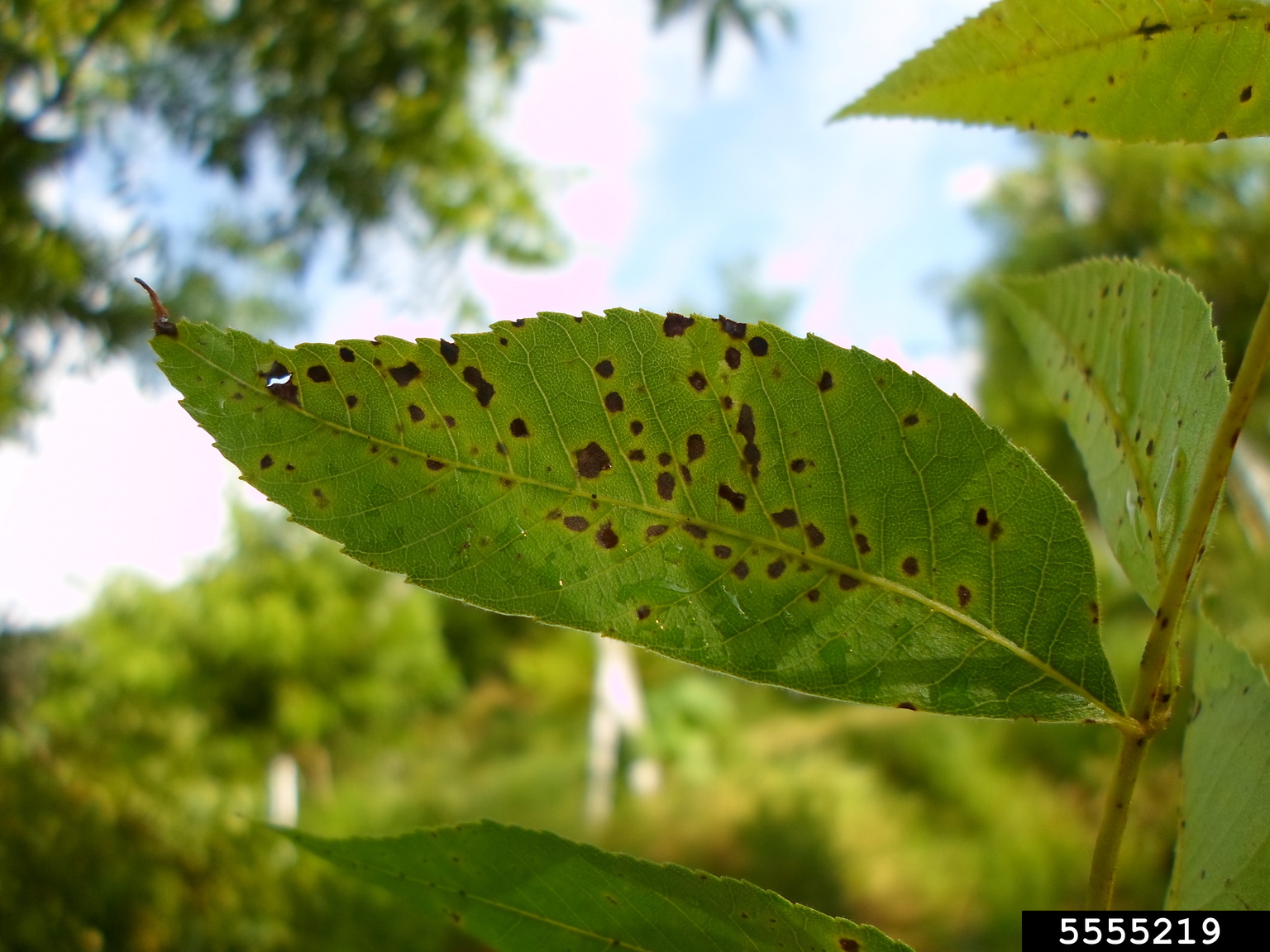 pecan scab (Fusicladium effusum)
