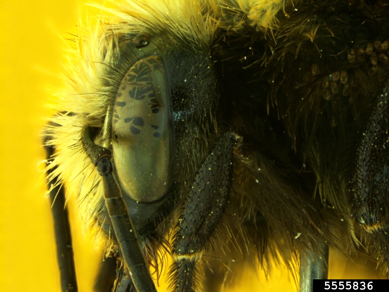 yellow-faced bumble bee (Bombus vosnesenskii Radoszkowski, 1862)