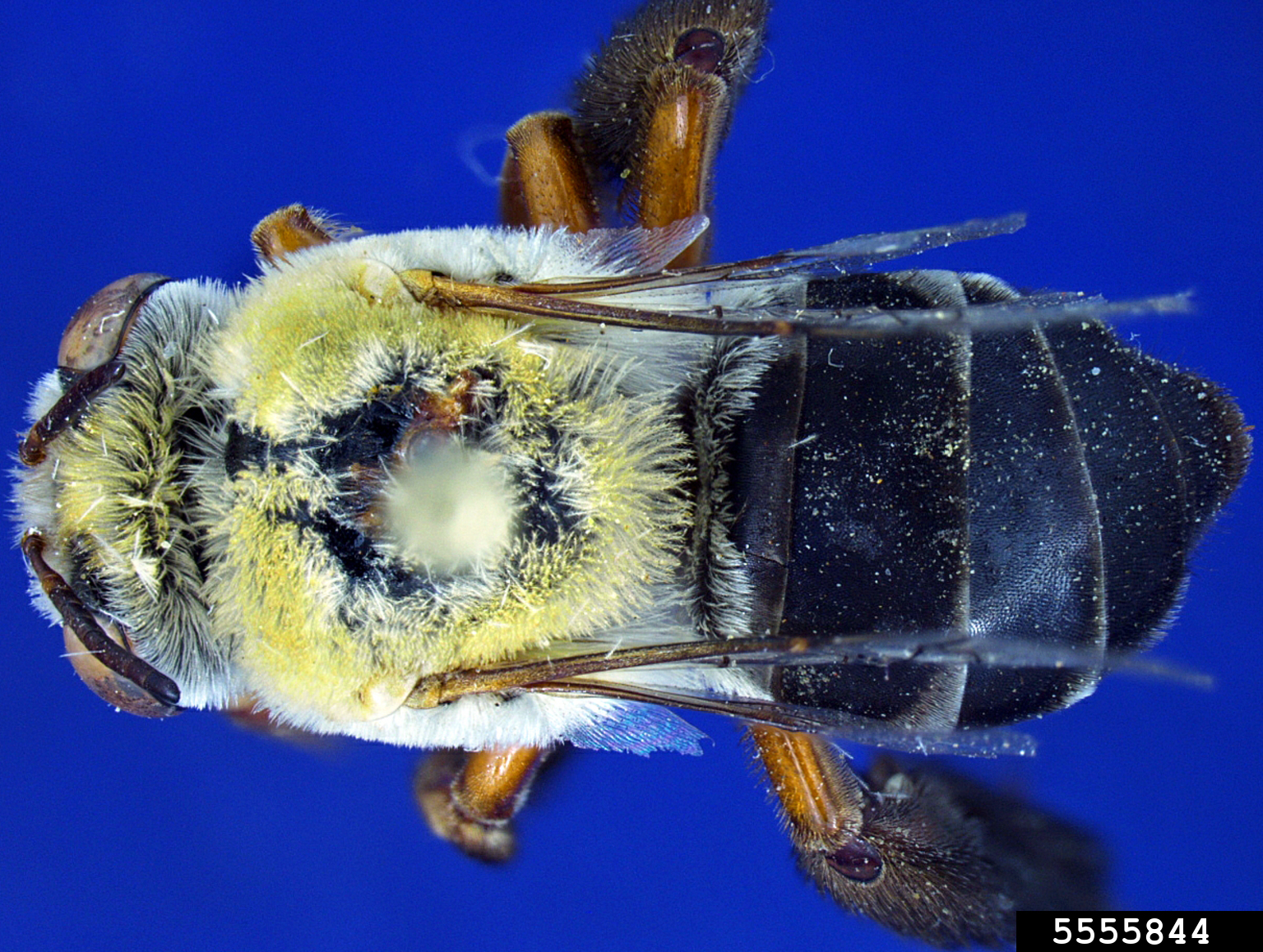 redlegged Centris (Centris rhodopus)