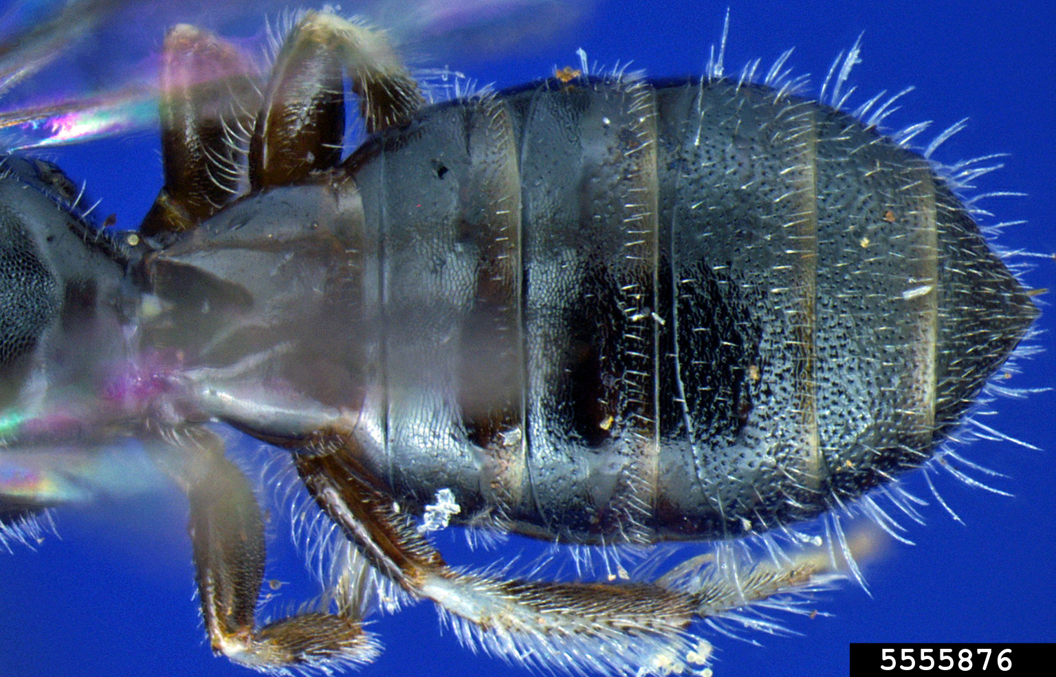 small carpenter bee (Ceratina arizonensis Cockerell, 1898)
