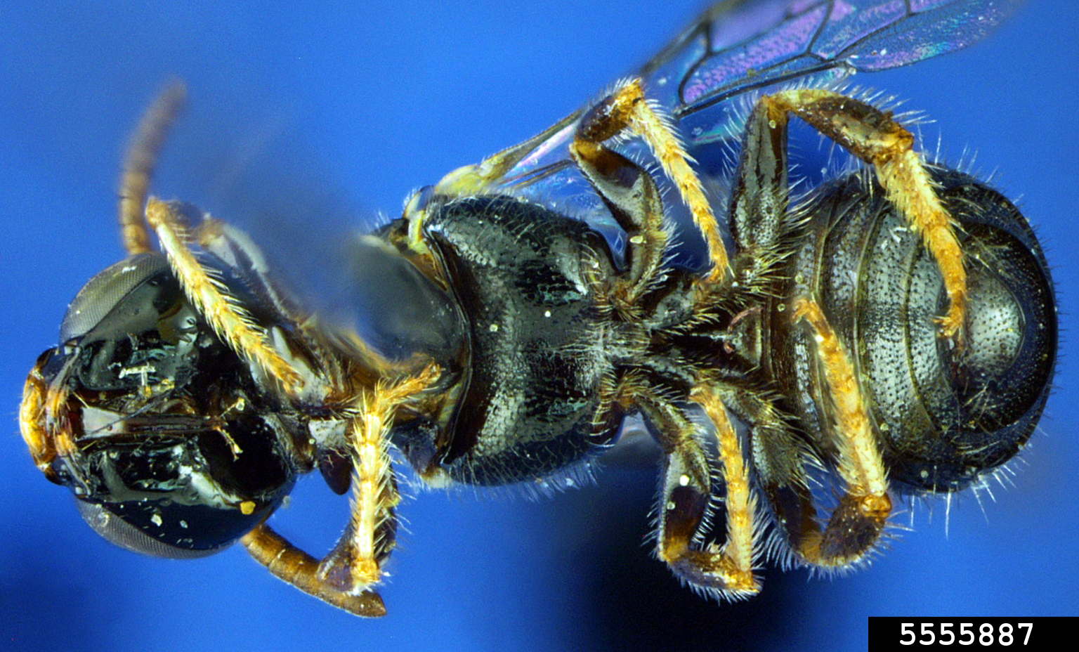 small carpenter bee (Ceratina arizonensis Cockerell, 1898)