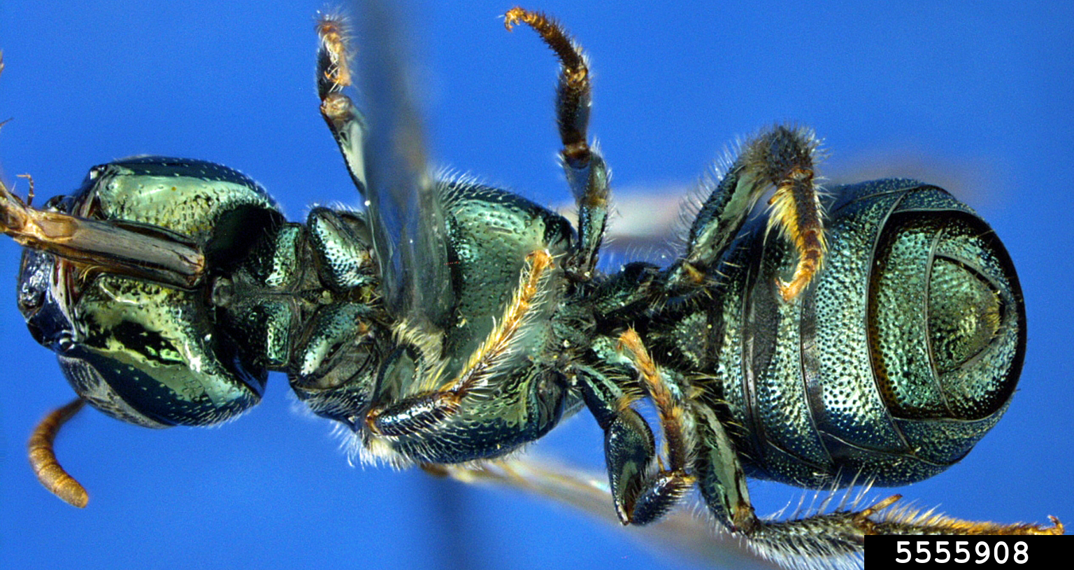 small carpenter bee (Ceratina nanula Cockerell, 1897)