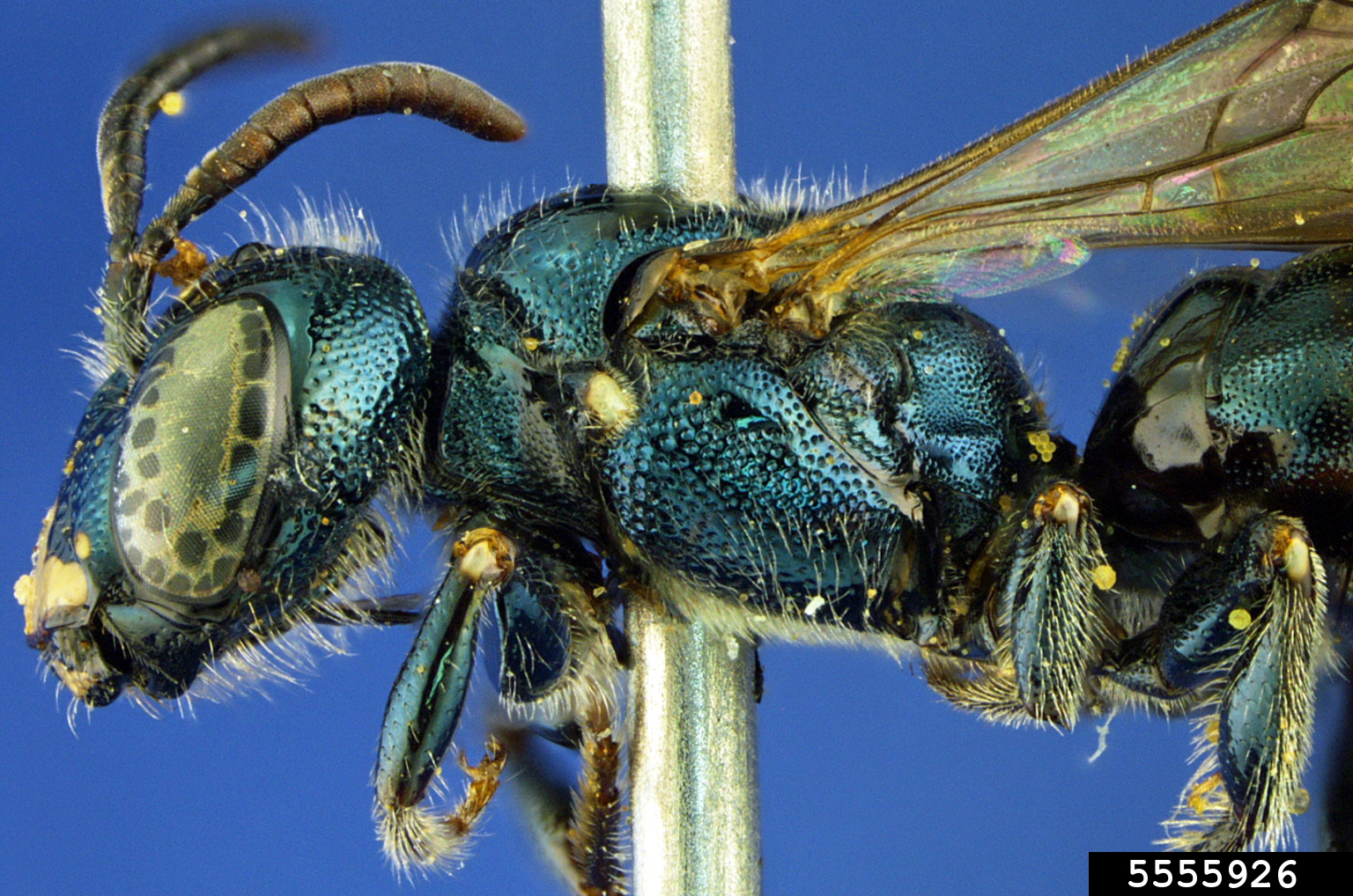 small carpenter bee (Ceratina punctigena Cockerell, 1916)