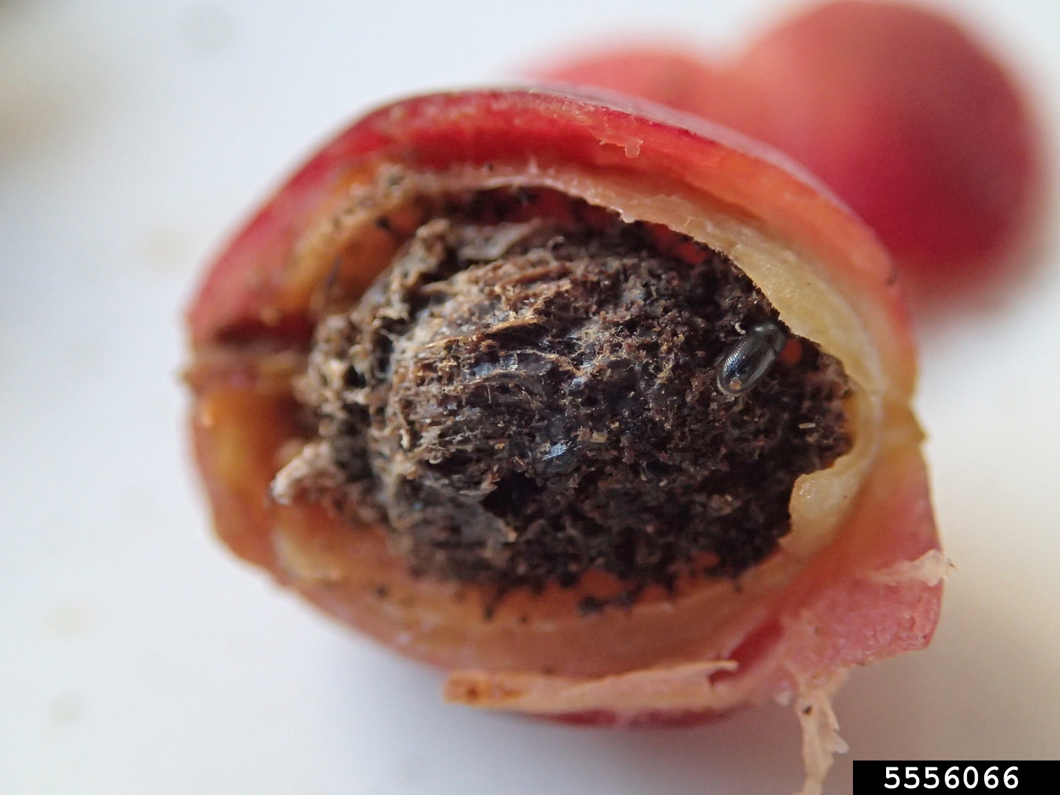 coffee berry borer (Hypothenemus hampei)