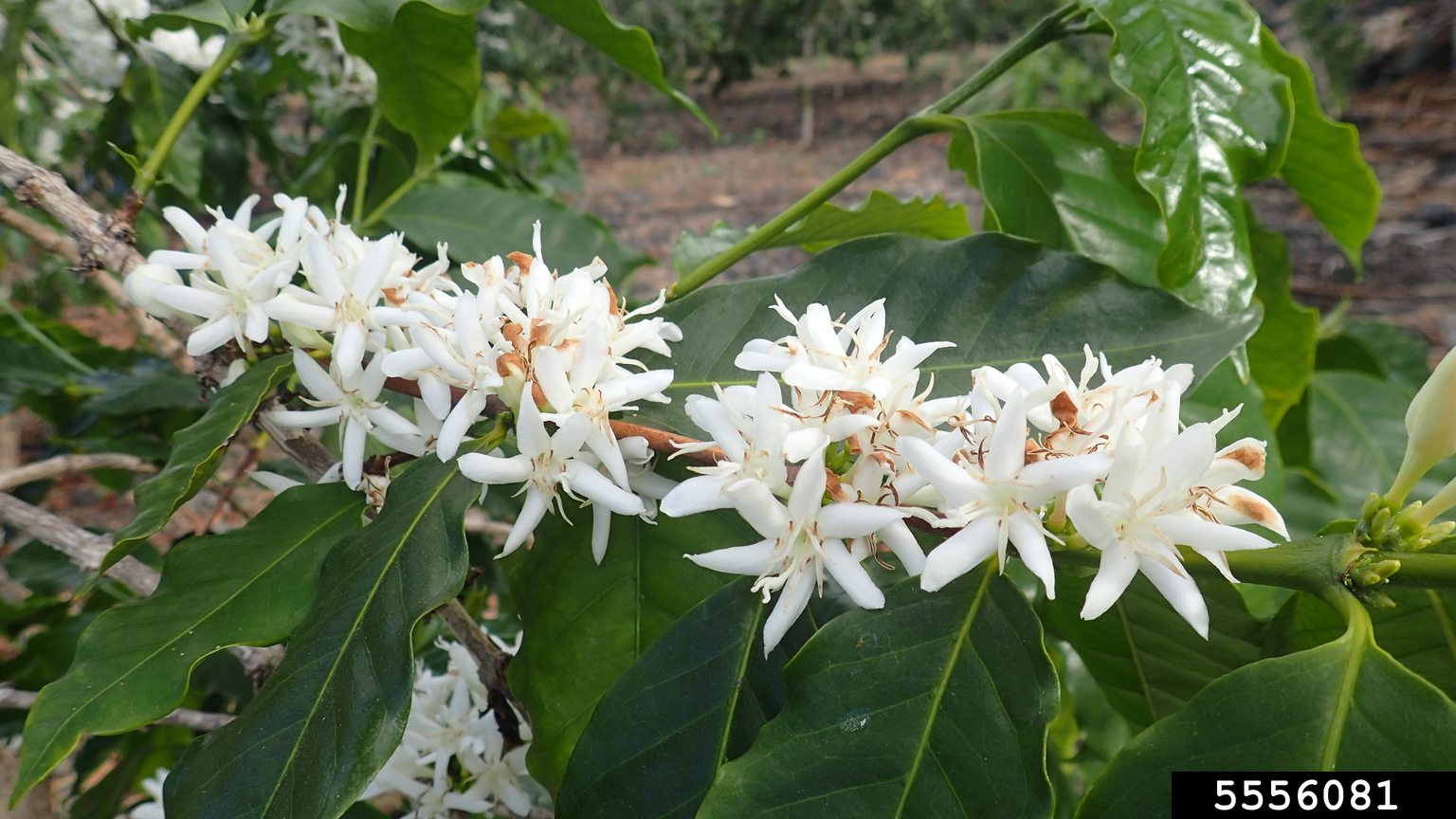 Arabian coffee (Coffea arabica)