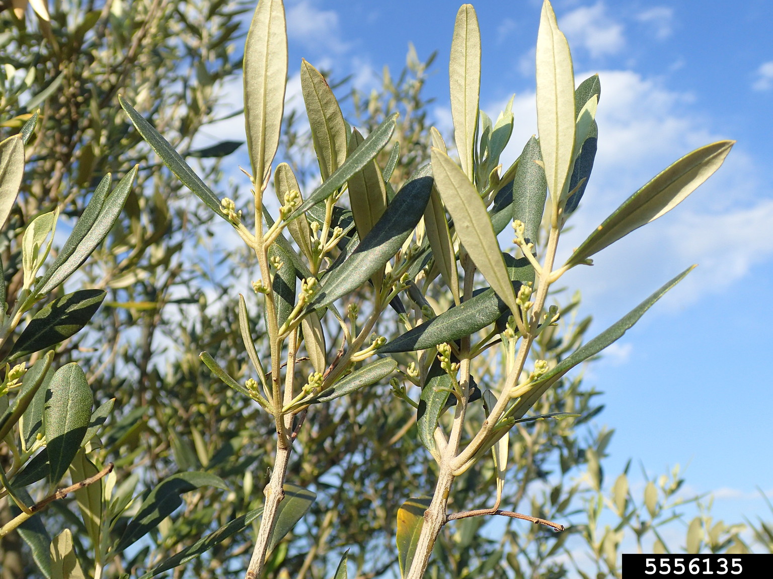 olive (Olea europaea L.)