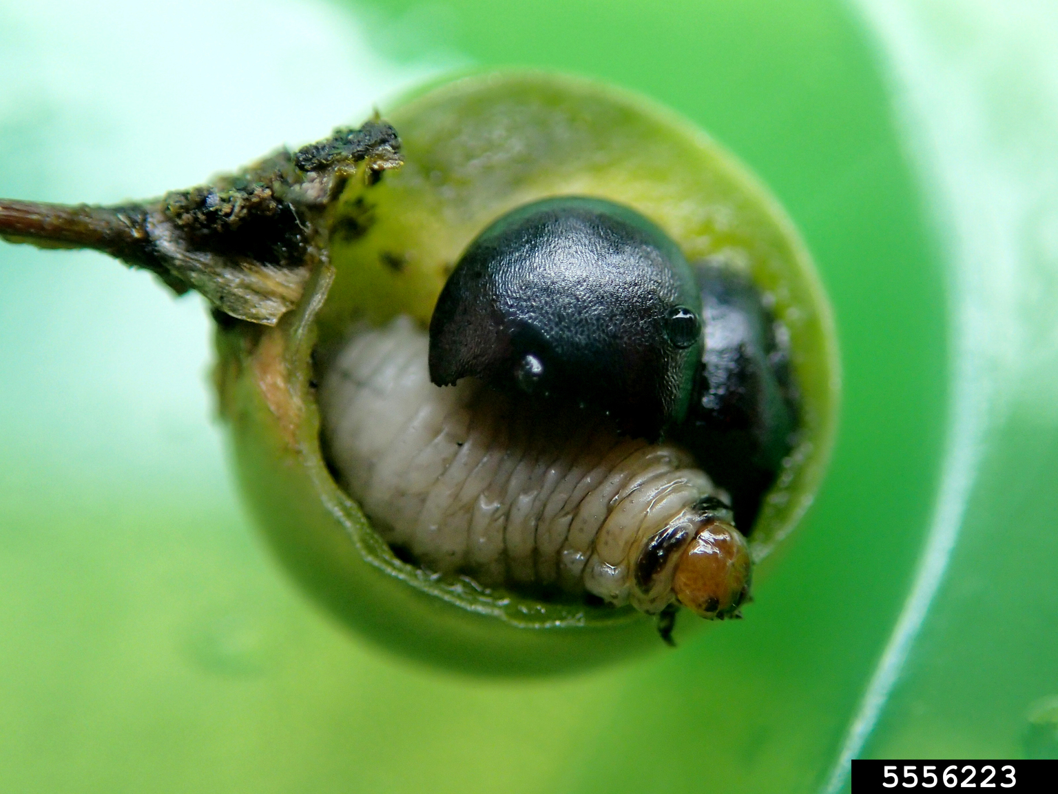 spotted asparagus beetle (Crioceris duodecimpunctata ) on asparagus
