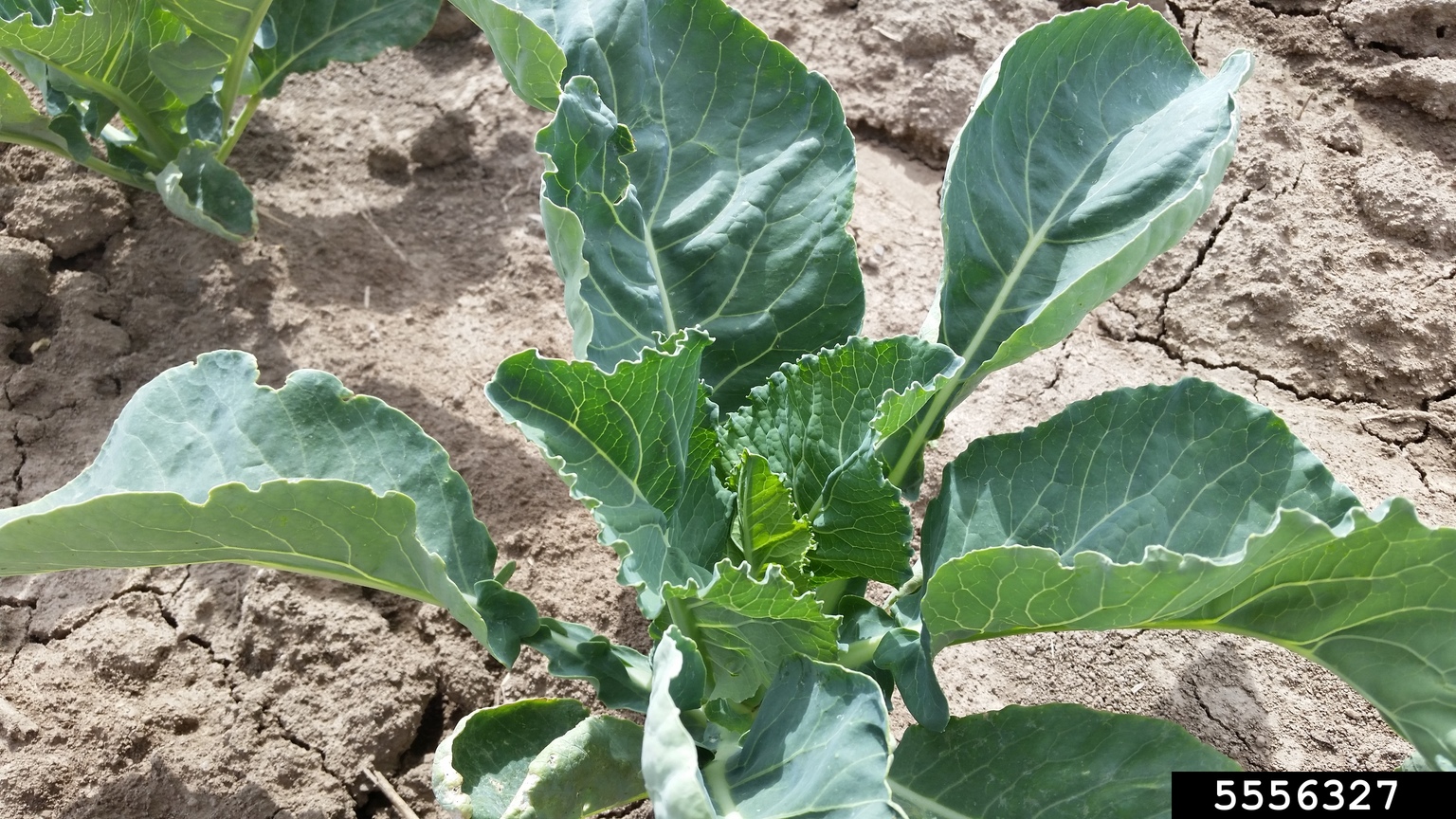 broccoli (Brassica oleracea var. italica)