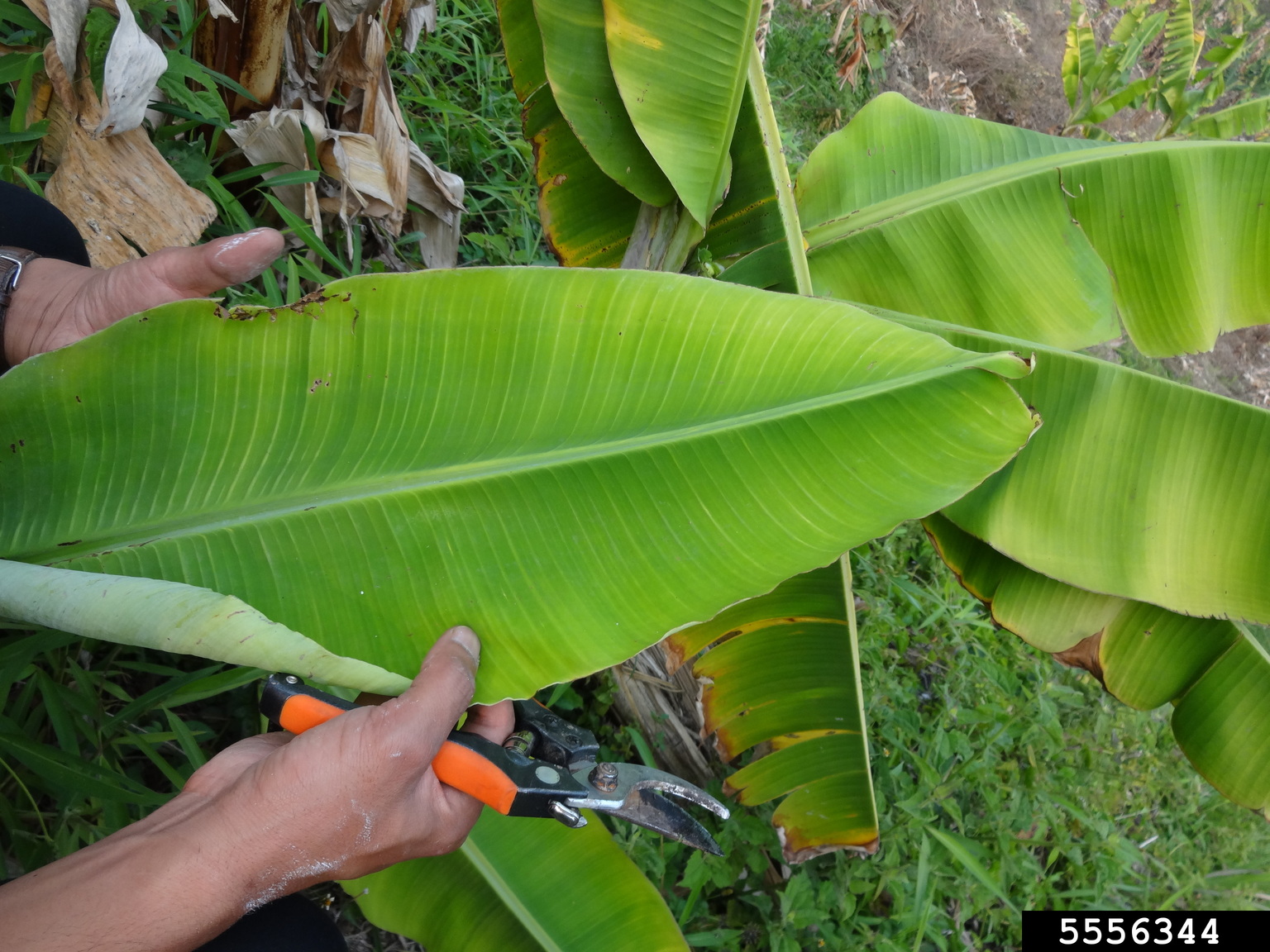 banana streak virus (BSV)s (Badnavirus Banana streak virus)
