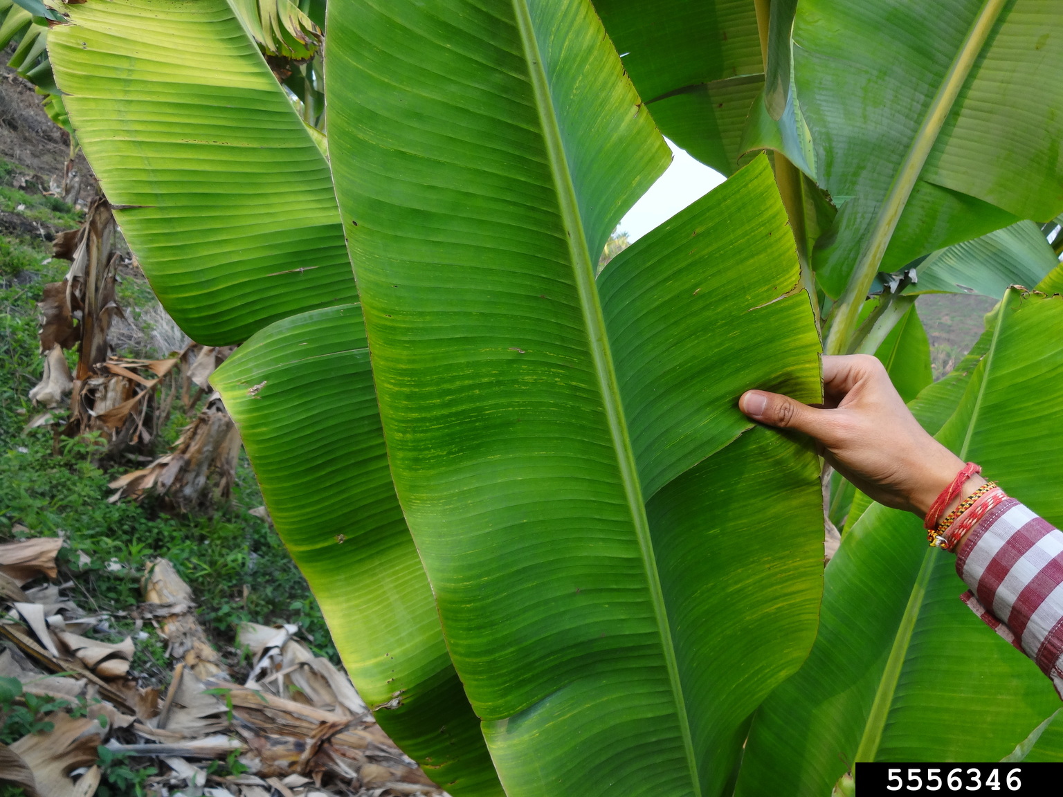 banana streak virus (BSV)s (Badnavirus Banana streak virus)