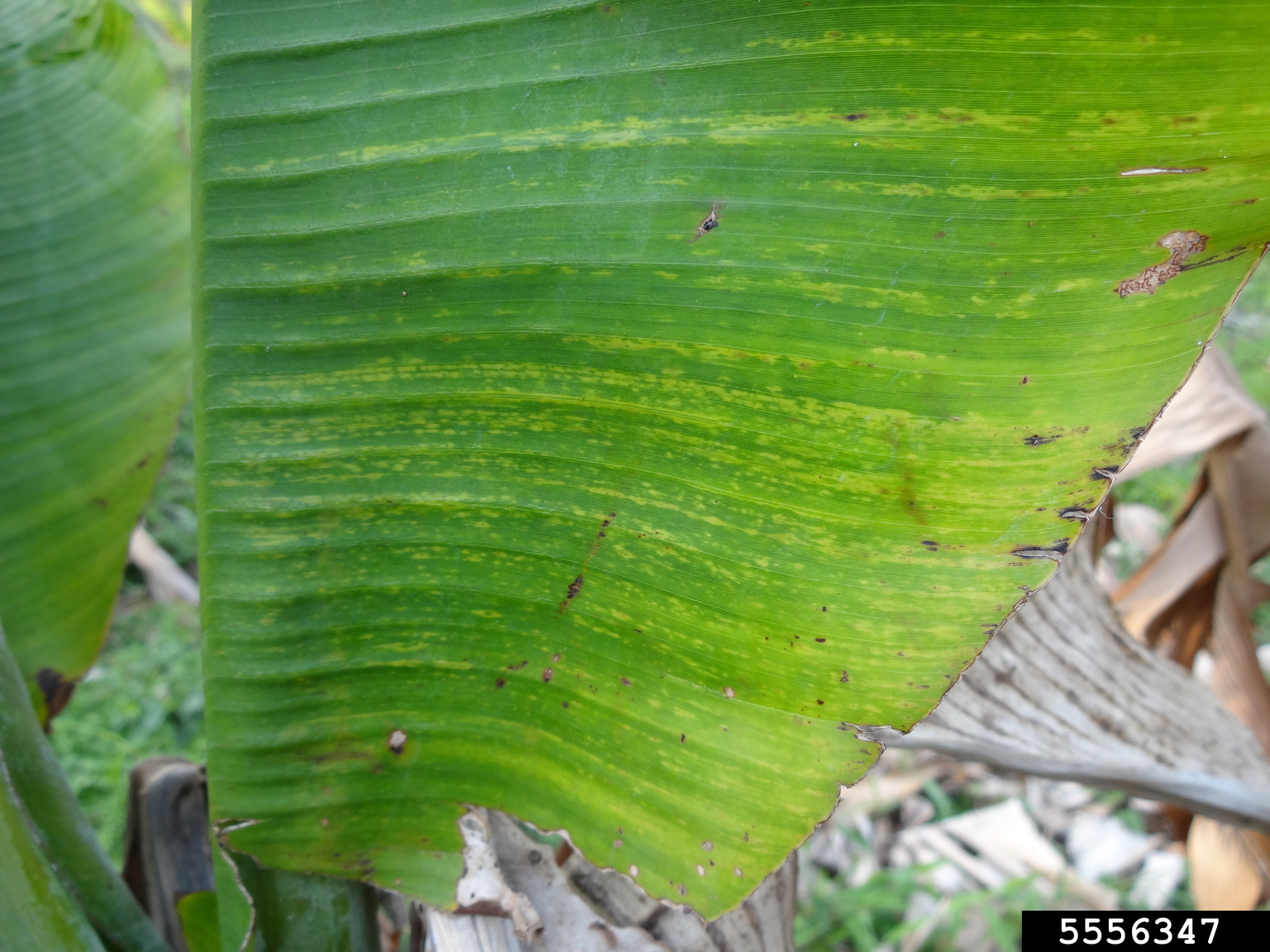 banana streak virus (BSV)s (Badnavirus Banana streak virus)