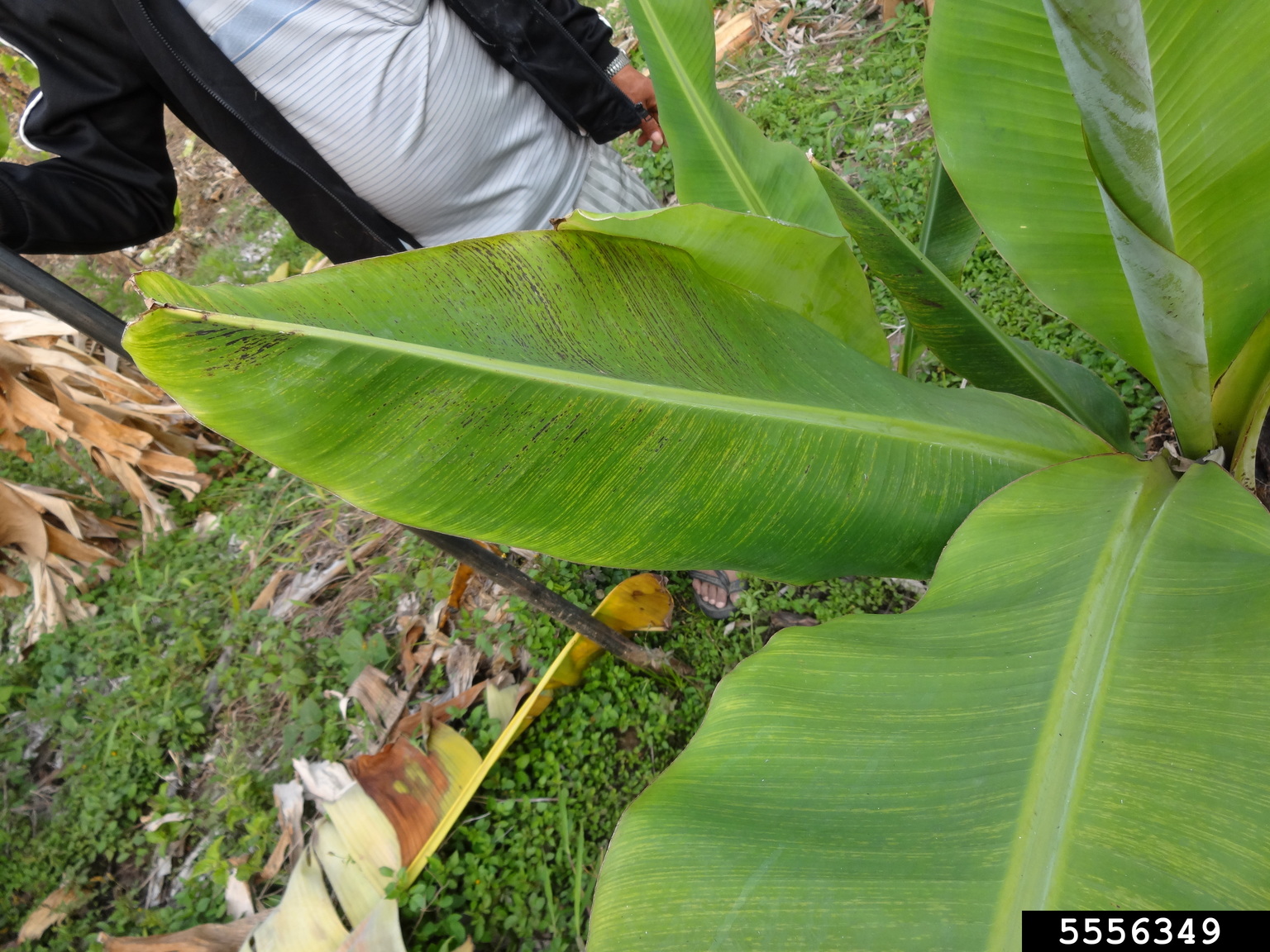 banana streak virus (BSV)s (Badnavirus Banana streak virus)