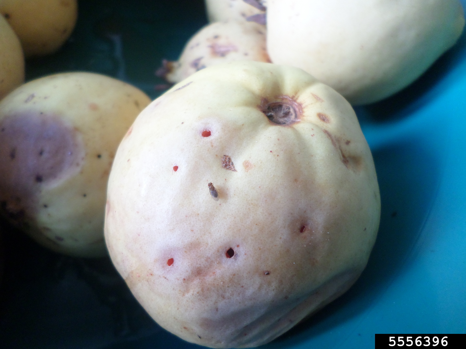 fig fruit fly (Zaprionus indianus)