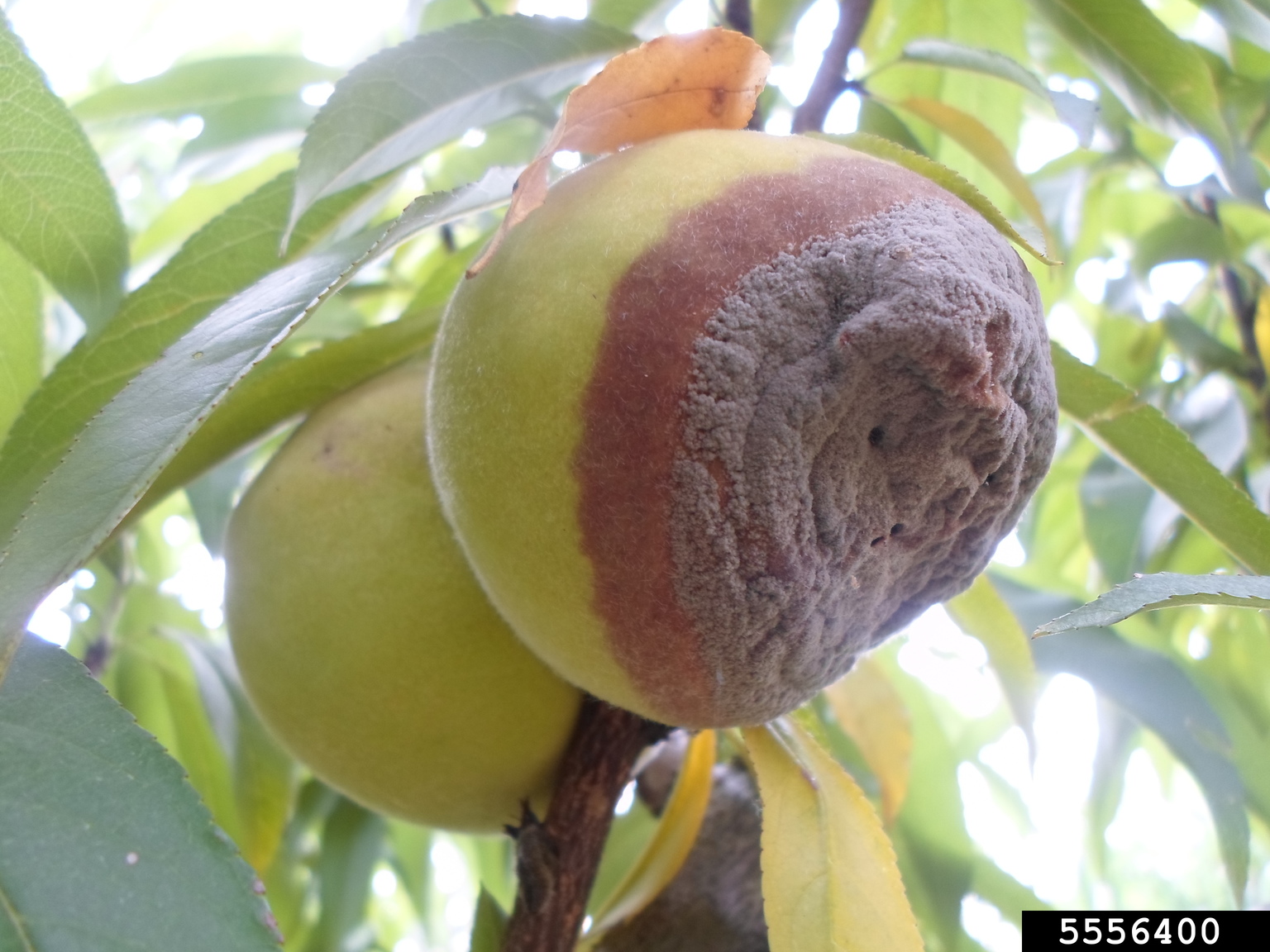 brown rot (Monilinia fructicola)