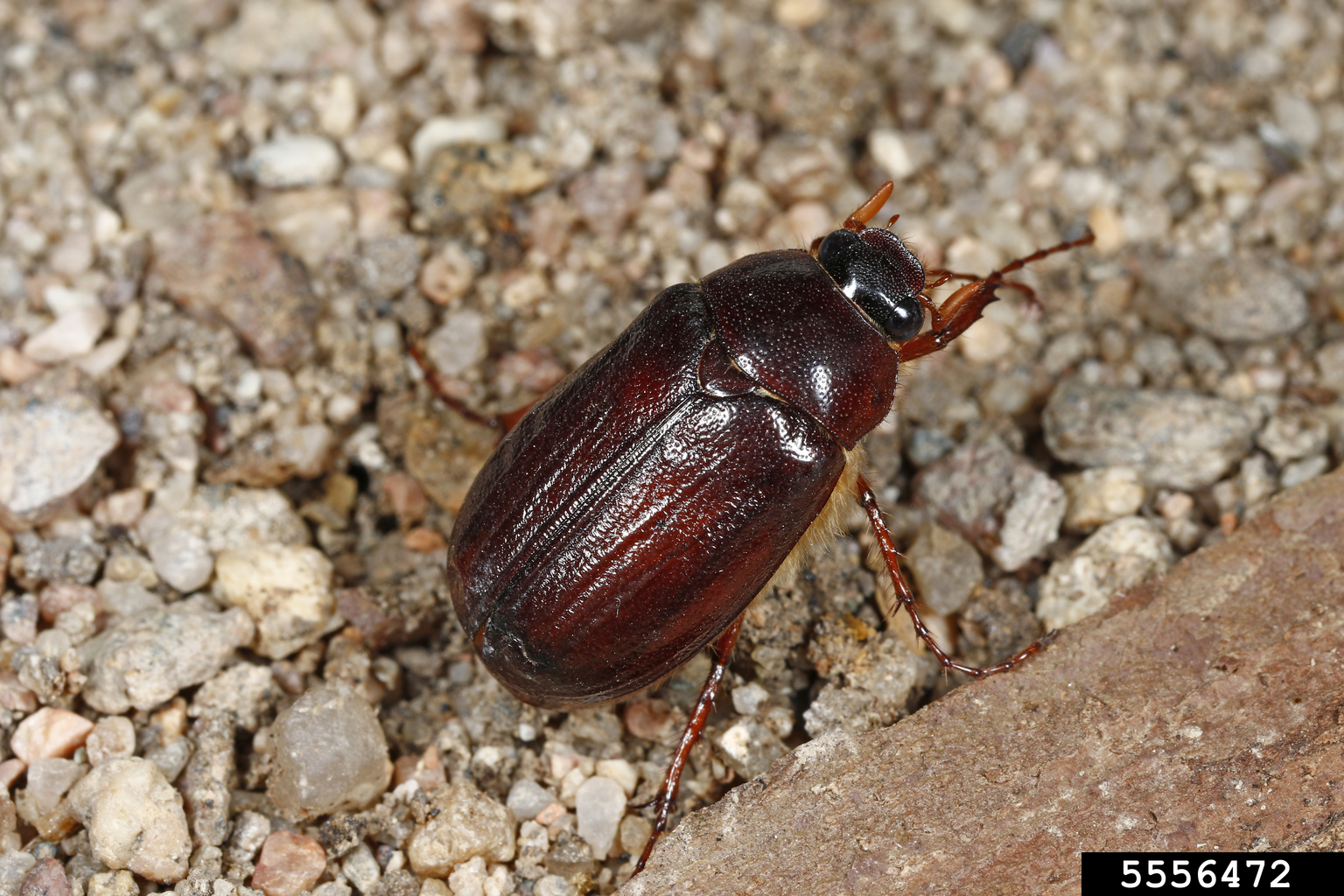 May june beetles genus phyllophaga 