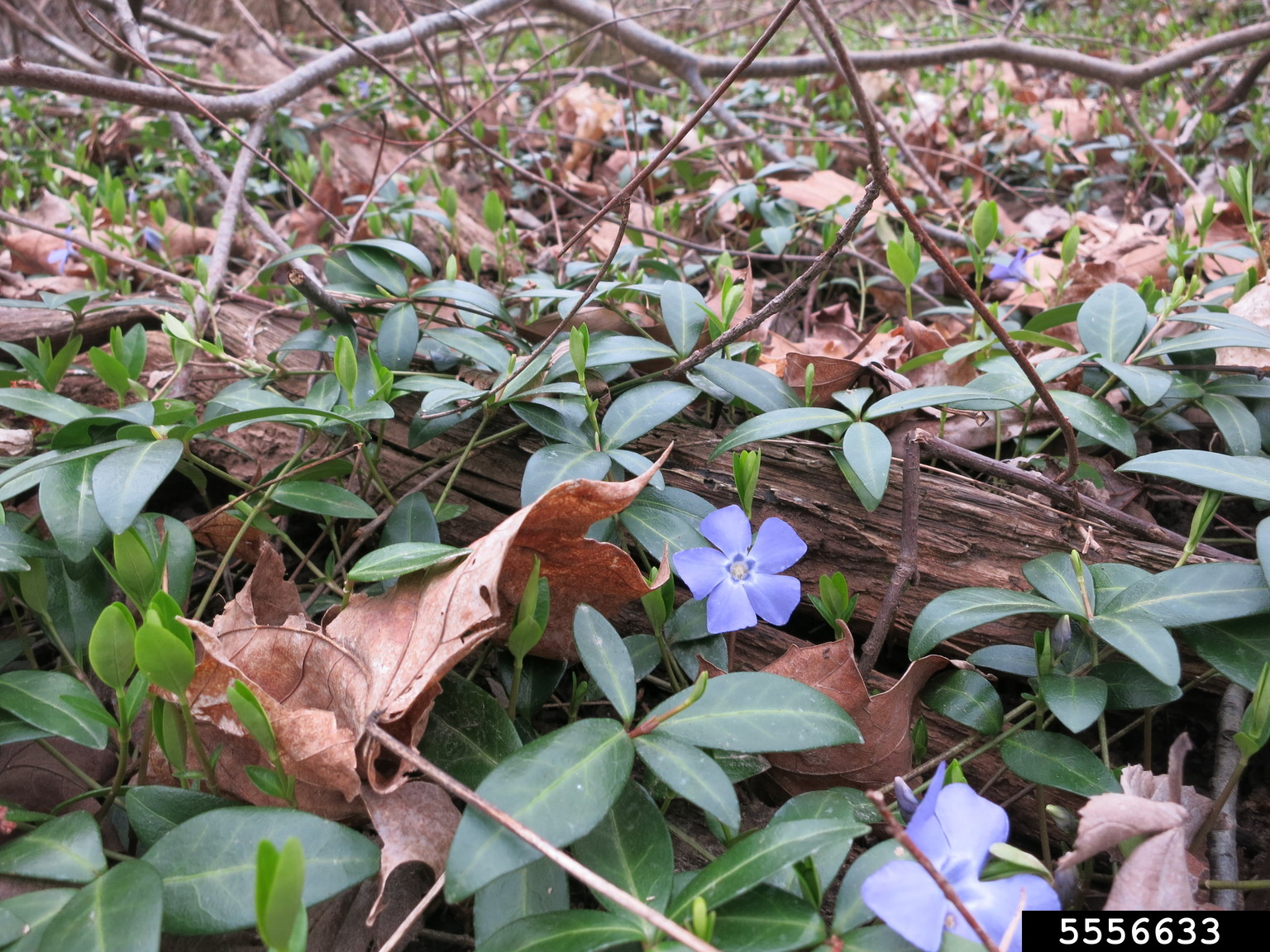 common periwinkle (Vinca minor)