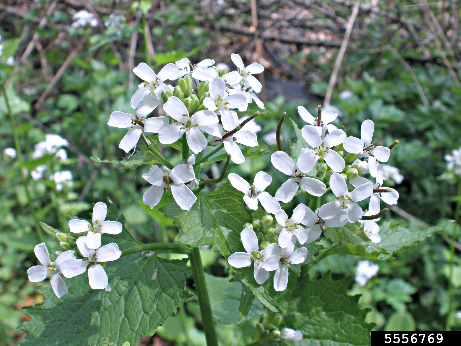 garlic mustard (Alliaria petiolata)