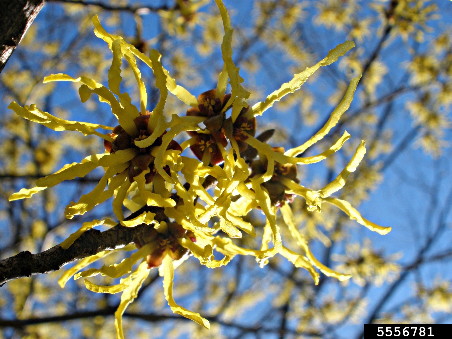 witchhazel (Hamamelis virginiana)