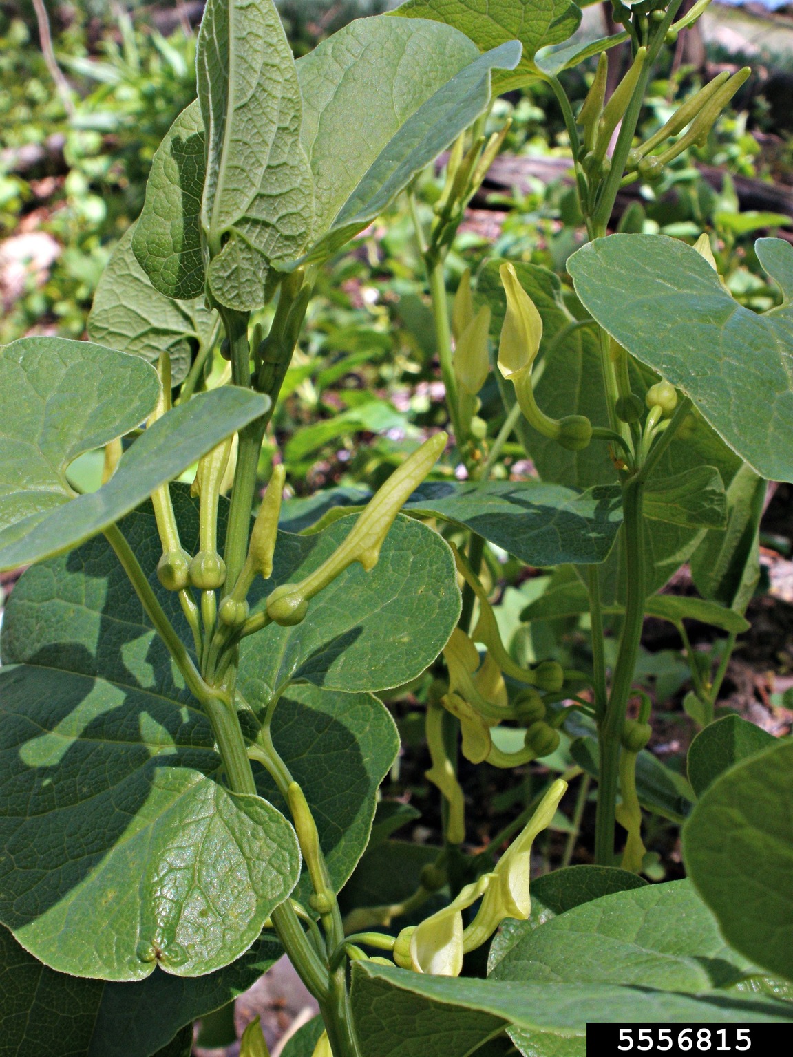 dutchman's pipe (Aristolochia clematitis)