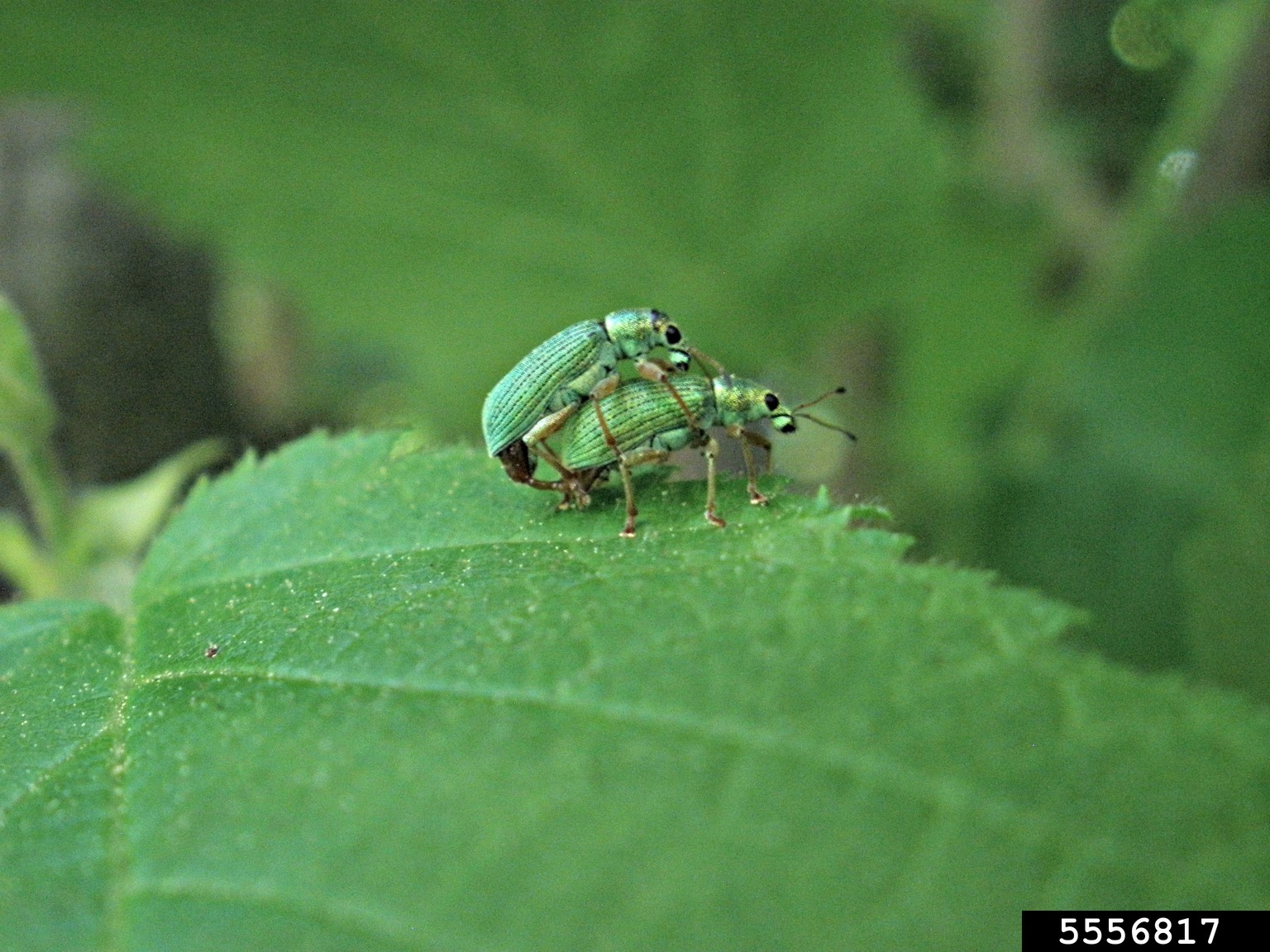 weevil (Polydrusus formosus ) on common filbert (Corylus avellana